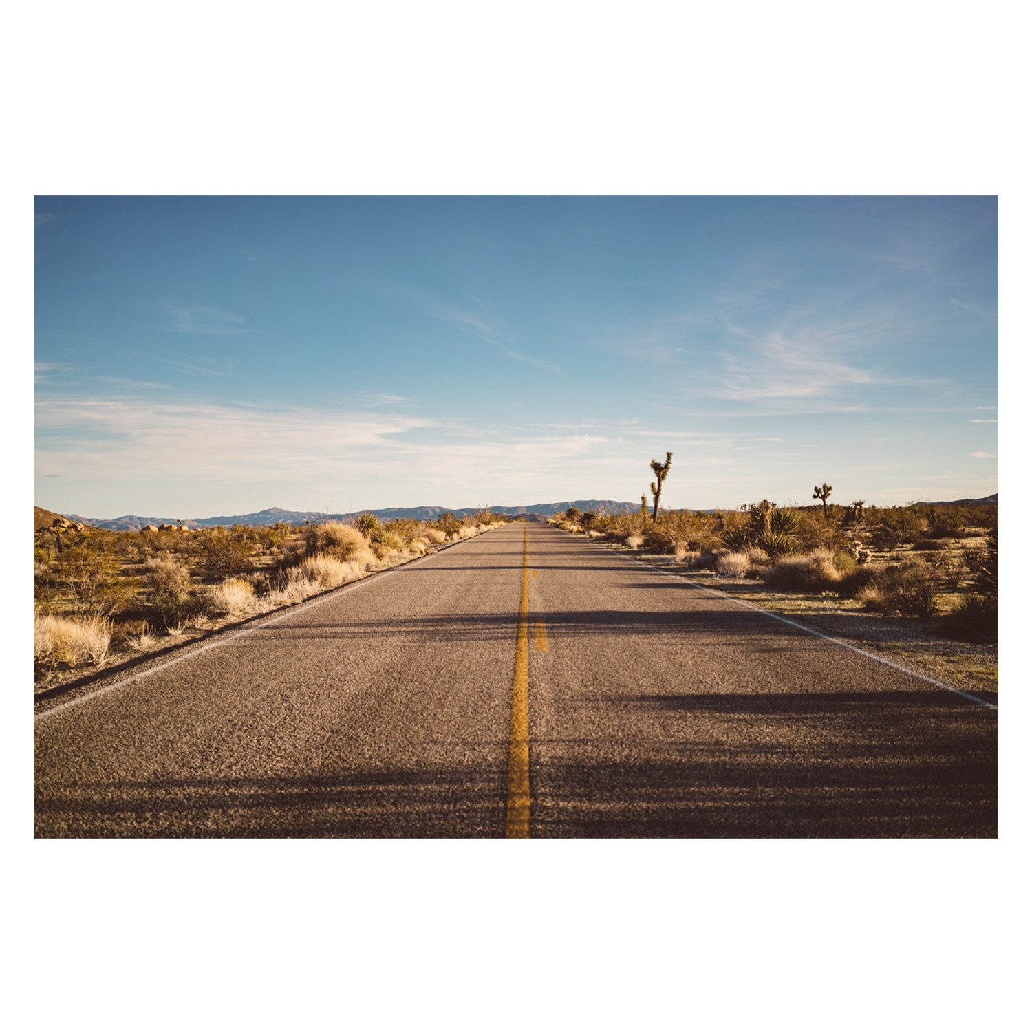 Joshua Tree Road , By Bethany Young