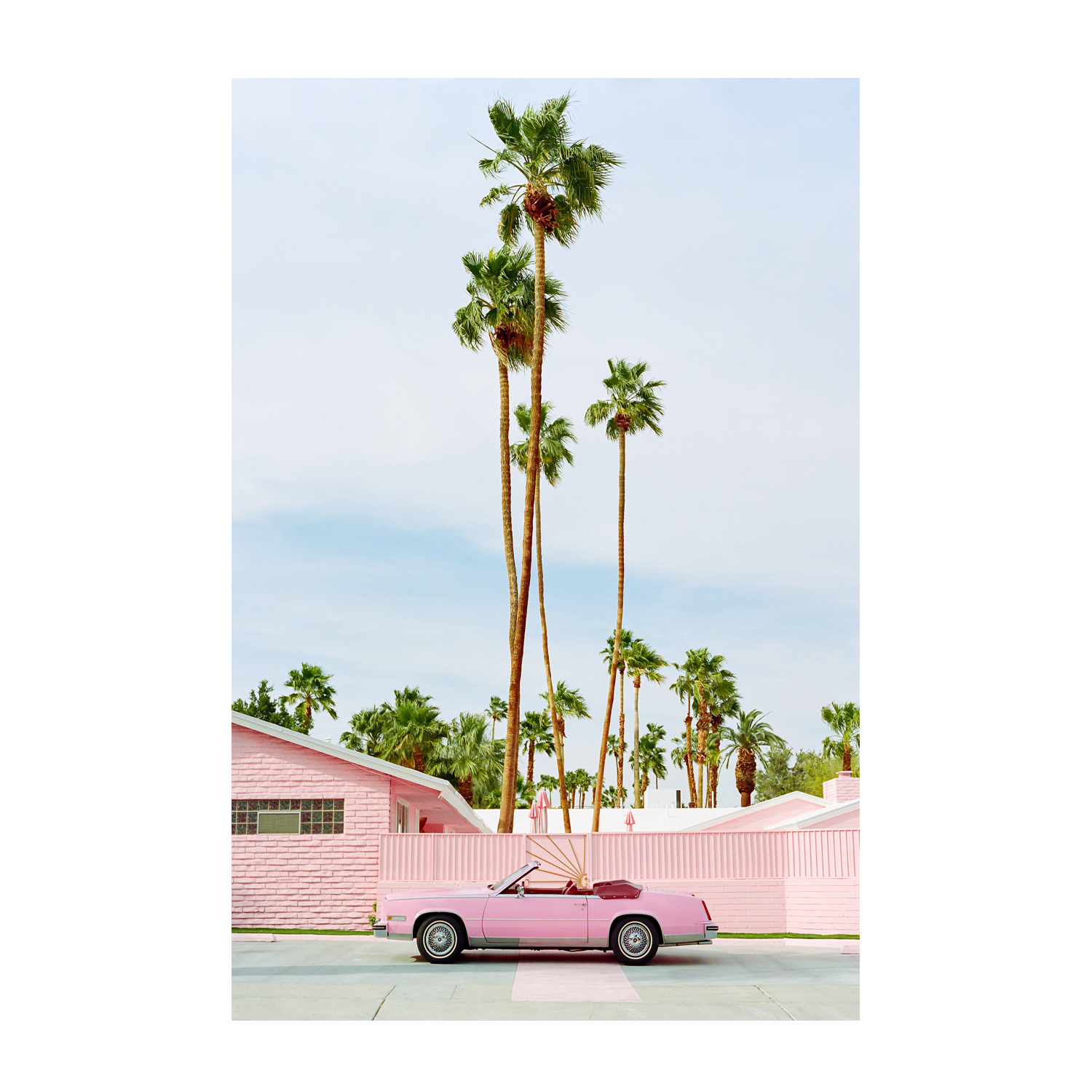 Pink Palm Springs , By Bethany Young