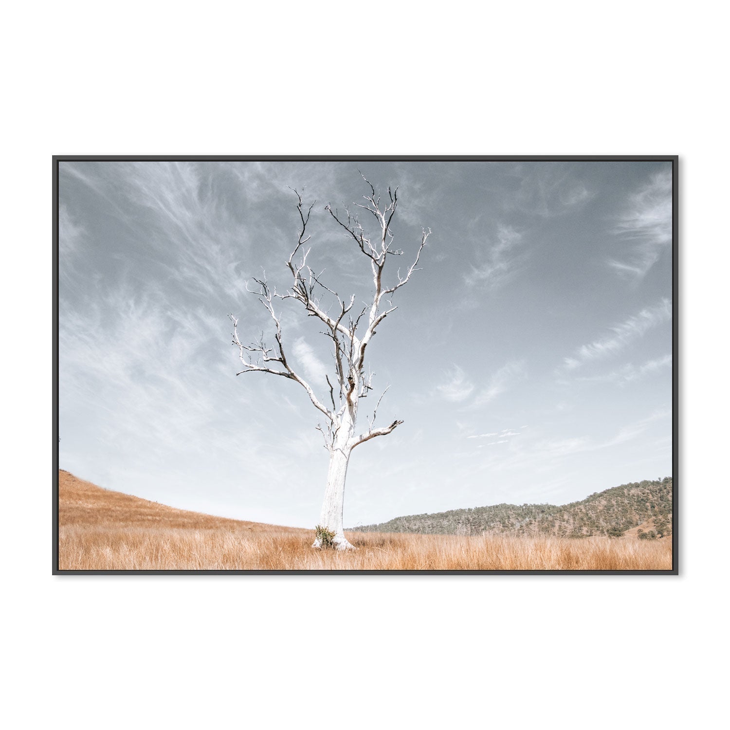 wall-art-print-canvas-poster-framed-Ancient Tree , By Kellie Morris-GIOIA-WALL-ART