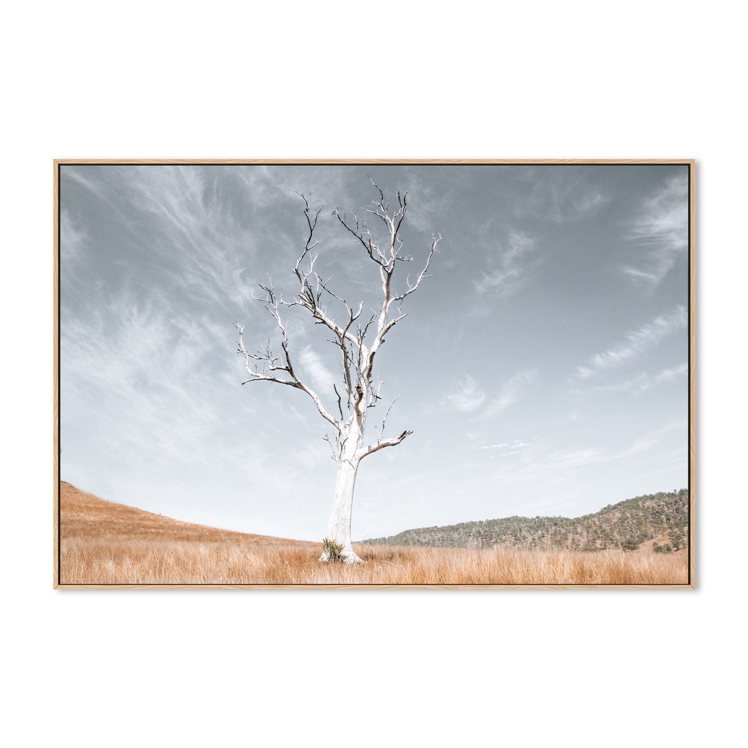 wall-art-print-canvas-poster-framed-Ancient Tree , By Kellie Morris-GIOIA-WALL-ART