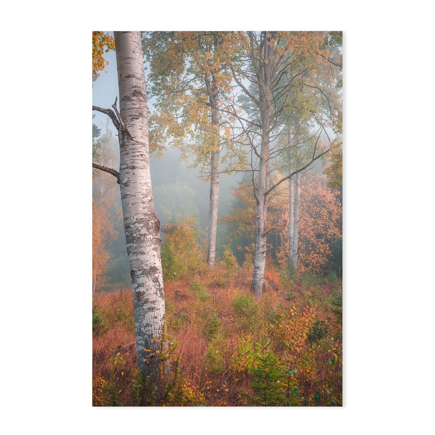 wall-art-print-canvas-poster-framed-Autumn Birchtrees , By Christian Lindsten-GIOIA-WALL-ART