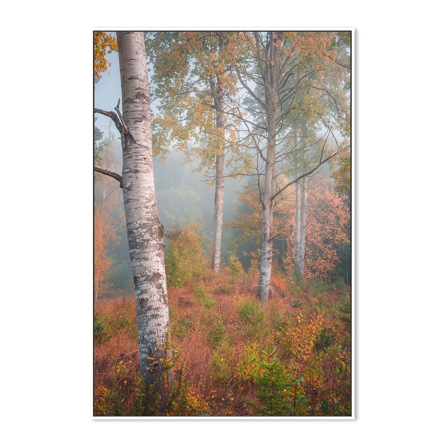 wall-art-print-canvas-poster-framed-Autumn Birchtrees , By Christian Lindsten-GIOIA-WALL-ART