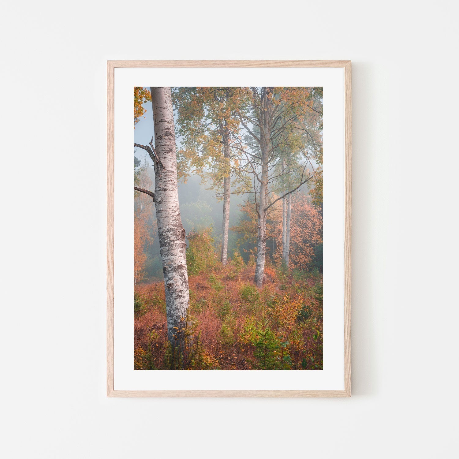 wall-art-print-canvas-poster-framed-Autumn Birchtrees , By Christian Lindsten-GIOIA-WALL-ART