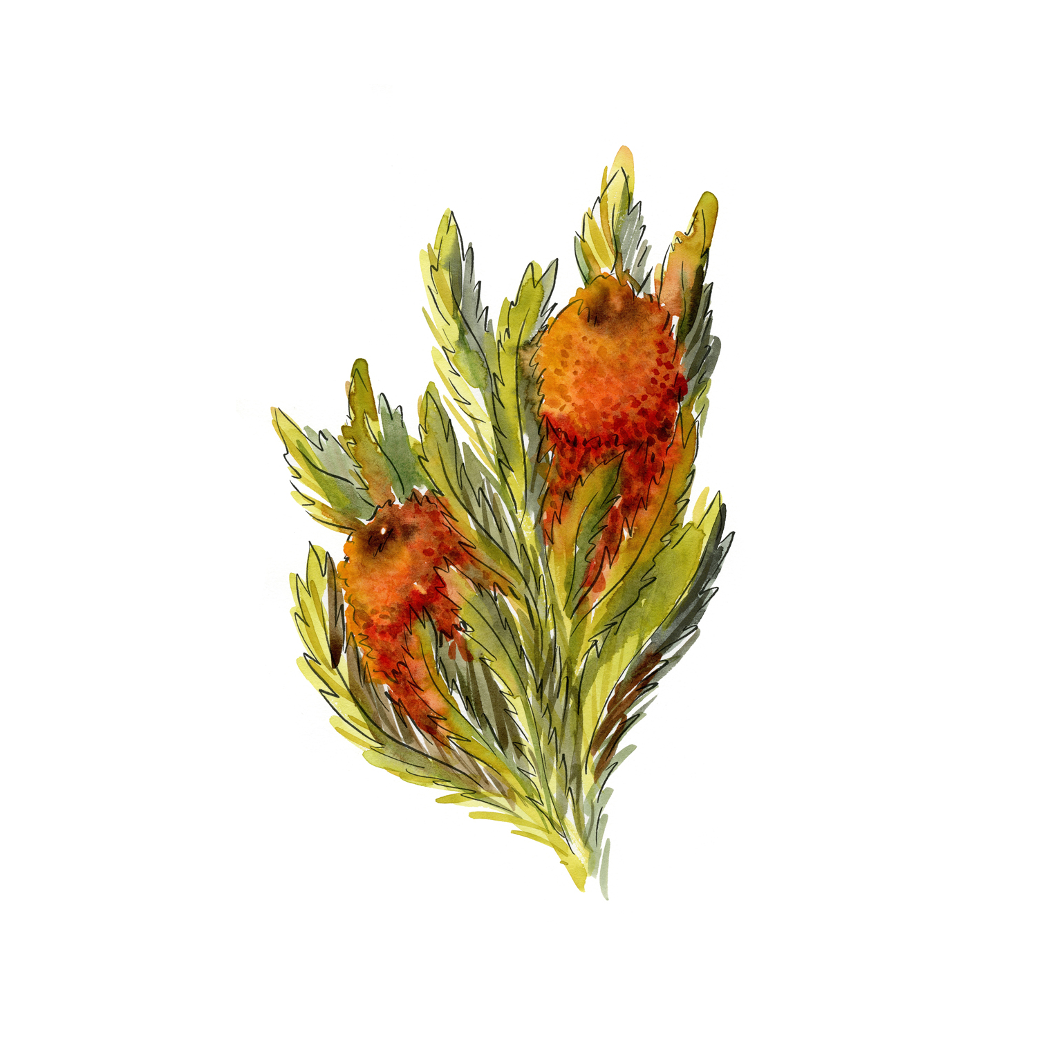 wall-art-print-canvas-poster-framed-Banksia Ashbyi , By Jessie Mitchelson-GIOIA-WALL-ART