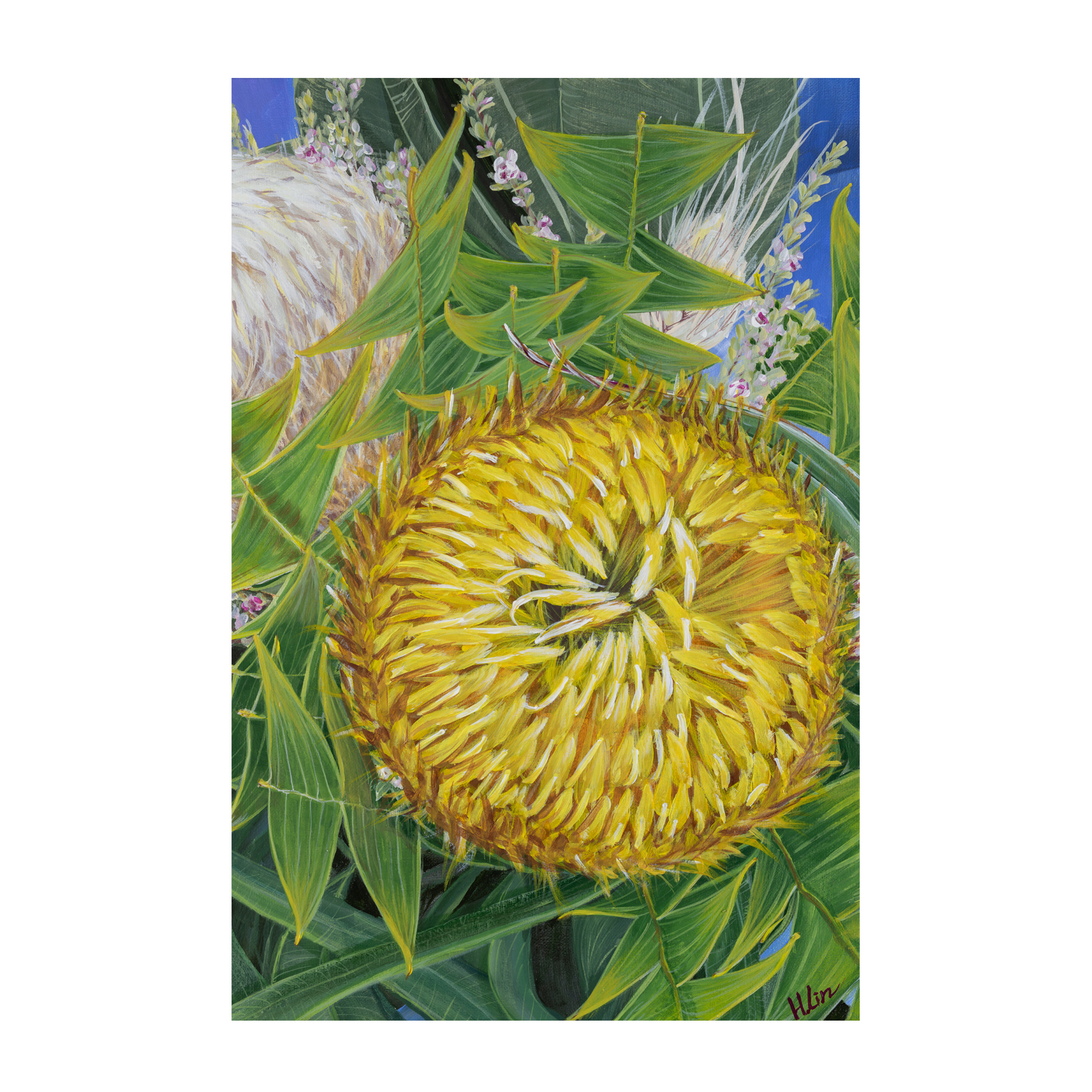 Banksia baxteri , By Hsin Lin