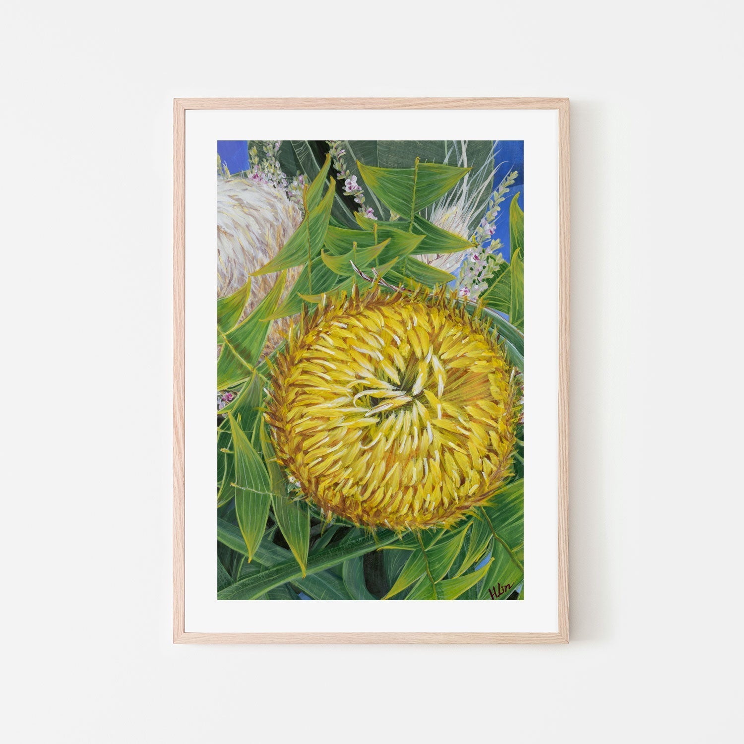 Banksia baxteri , By Hsin Lin