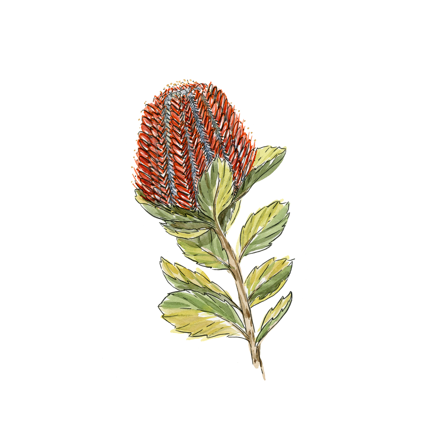 wall-art-print-canvas-poster-framed-Banksia Coccinea , By Jessie Mitchelson-GIOIA-WALL-ART