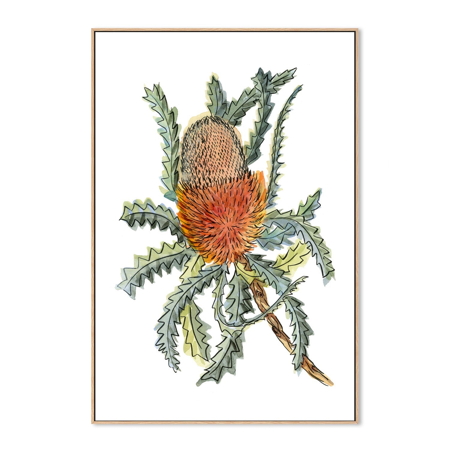 wall-art-print-canvas-poster-framed-Banksia Hookerina , By Jessie Mitchelson-GIOIA-WALL-ART