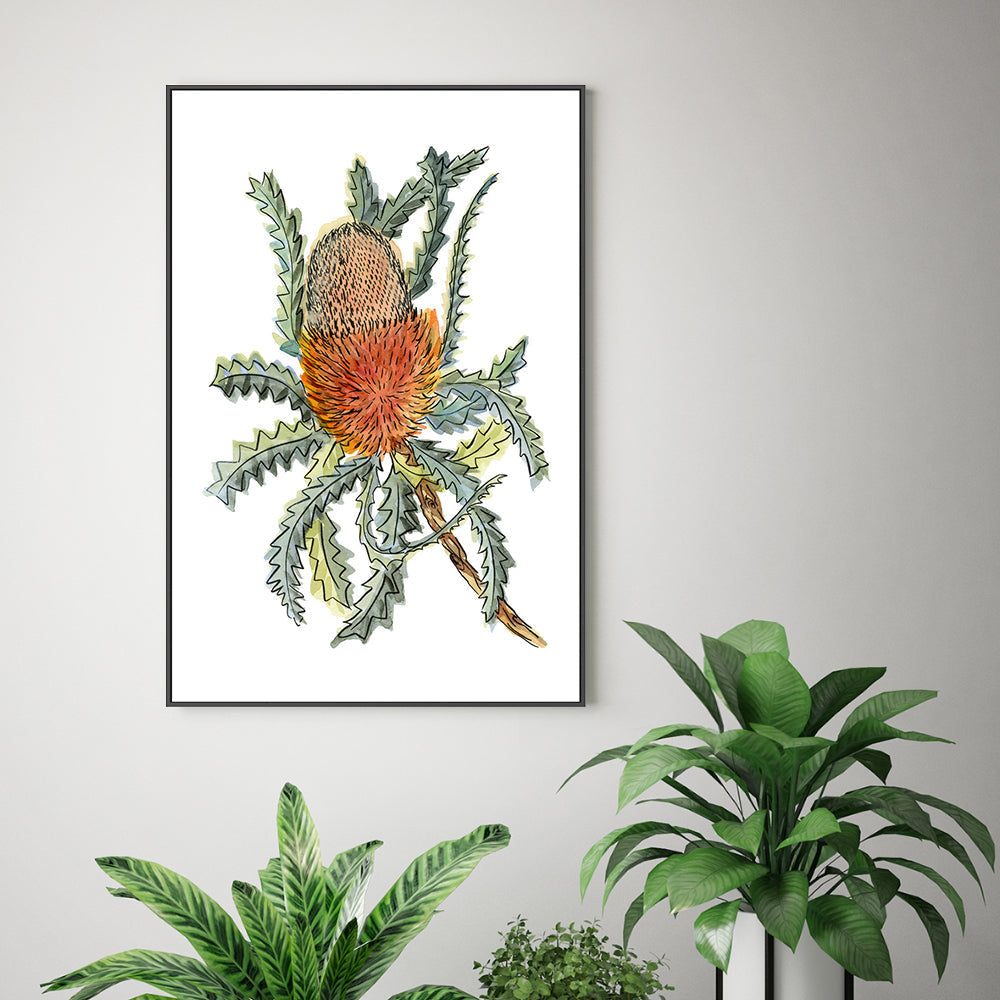 wall-art-print-canvas-poster-framed-Banksia Hookerina , By Jessie Mitchelson-GIOIA-WALL-ART