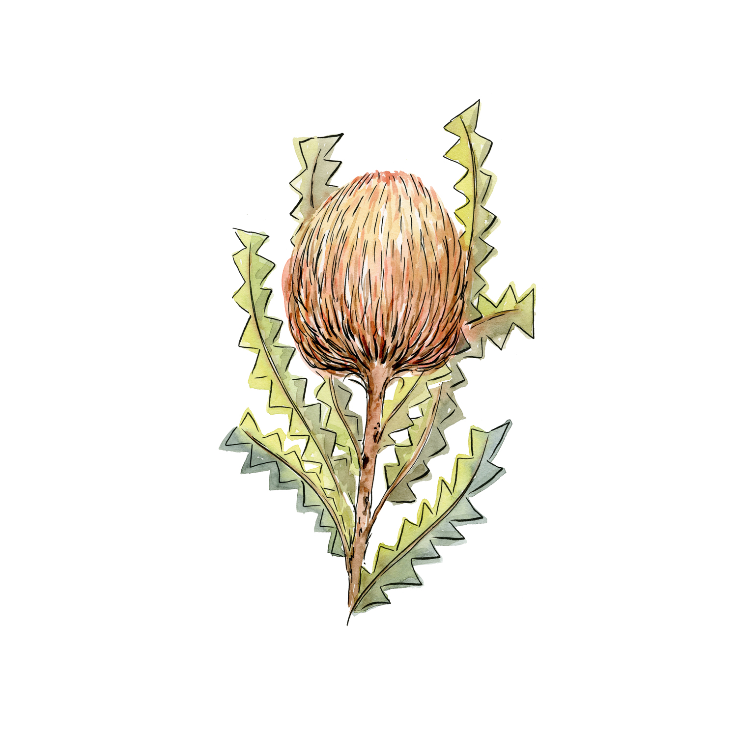 wall-art-print-canvas-poster-framed-Banksia Serrata , By Jessie Mitchelson-GIOIA-WALL-ART