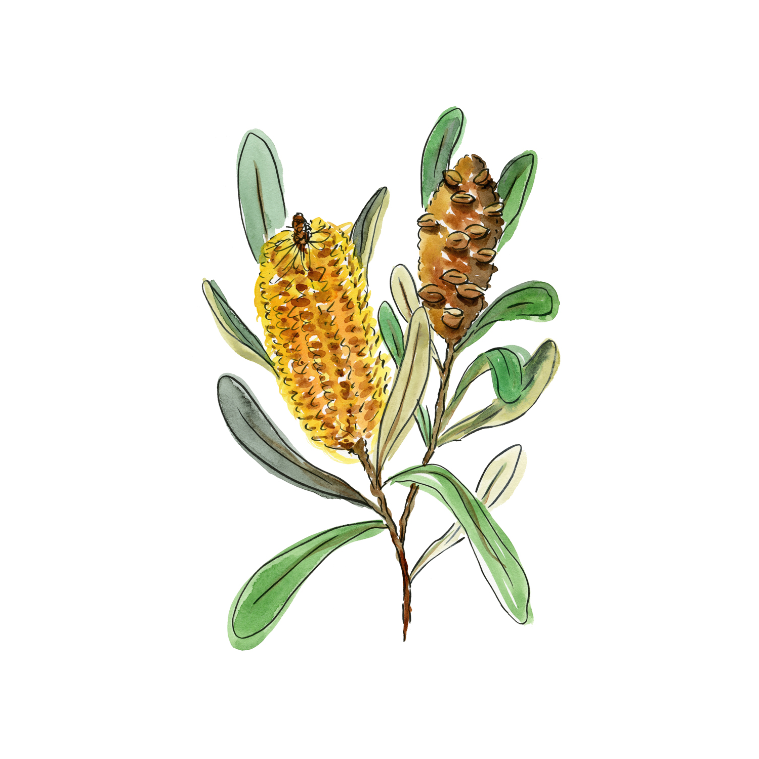 wall-art-print-canvas-poster-framed-Banksia Spinulosa , By Jessie Mitchelson-GIOIA-WALL-ART