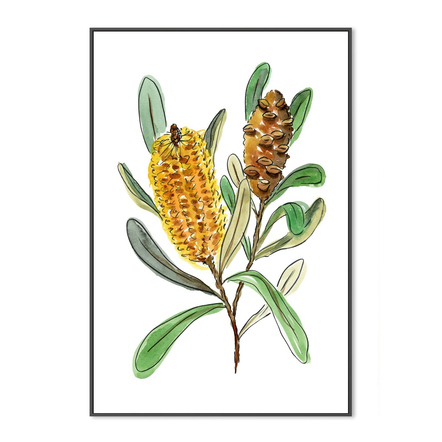 wall-art-print-canvas-poster-framed-Banksia Spinulosa , By Jessie Mitchelson-GIOIA-WALL-ART