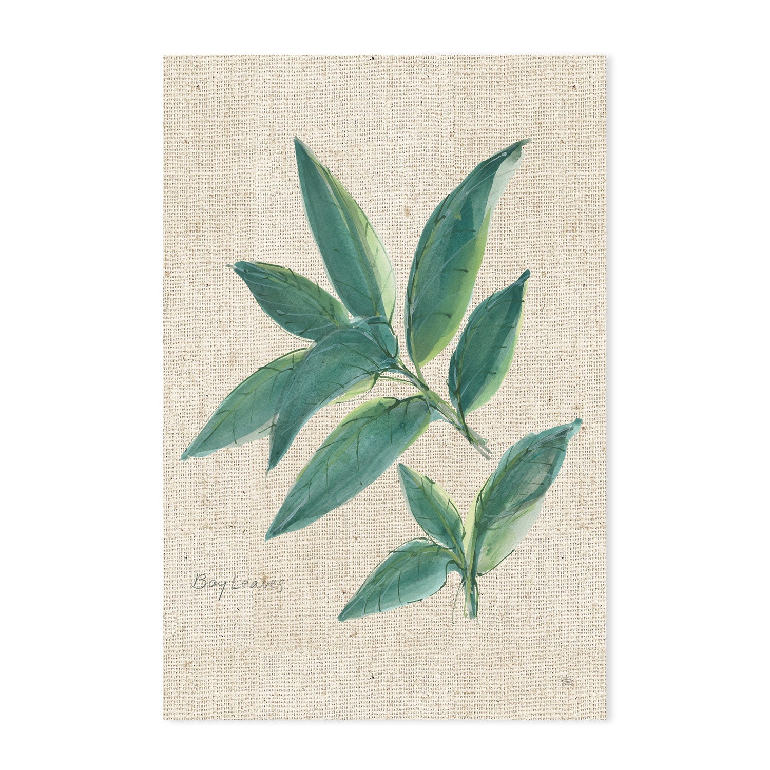 wall-art-print-canvas-poster-framed-Bay Leaf , By Chris Paschke-GIOIA-WALL-ART