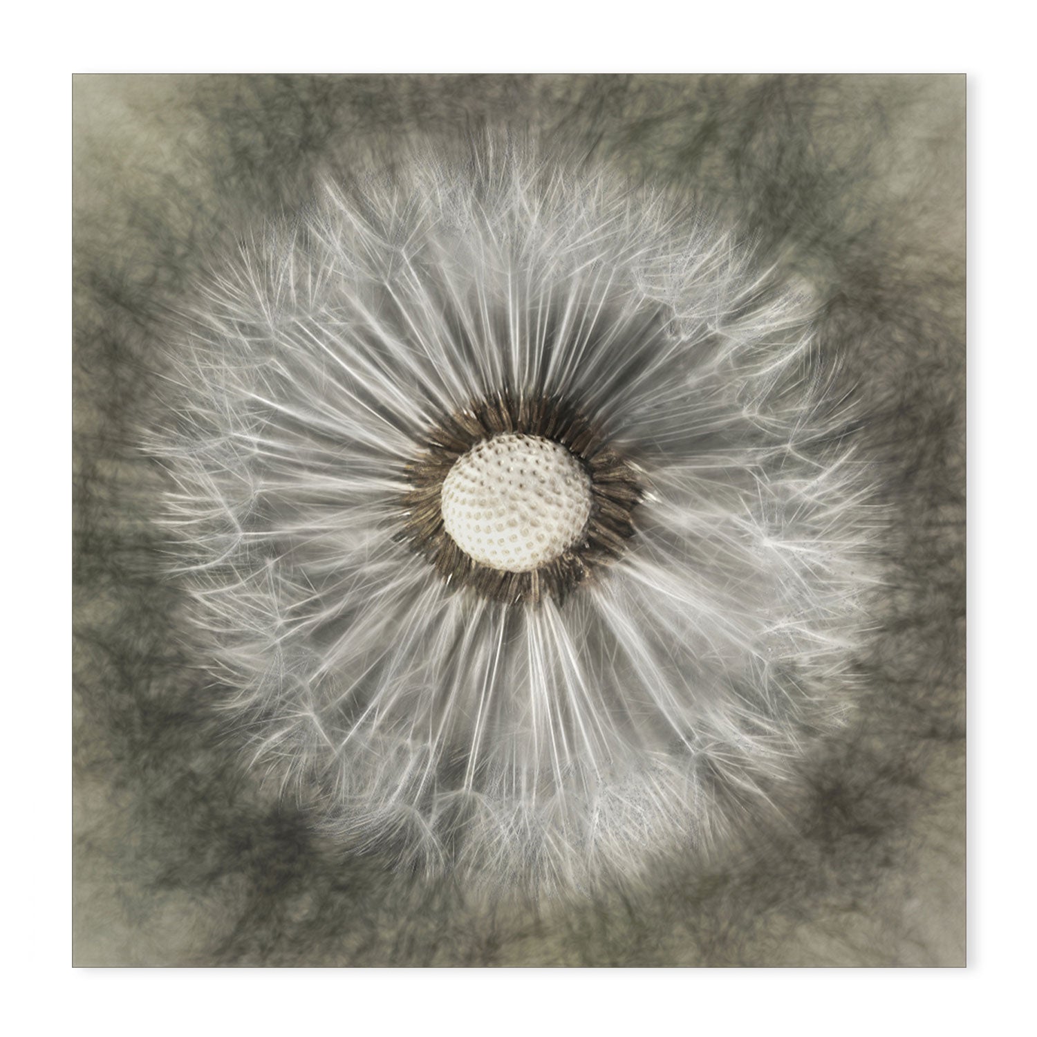 wall-art-print-canvas-poster-framed-Blossoming Dandelion , By Gilbert Claes-GIOIA-WALL-ART