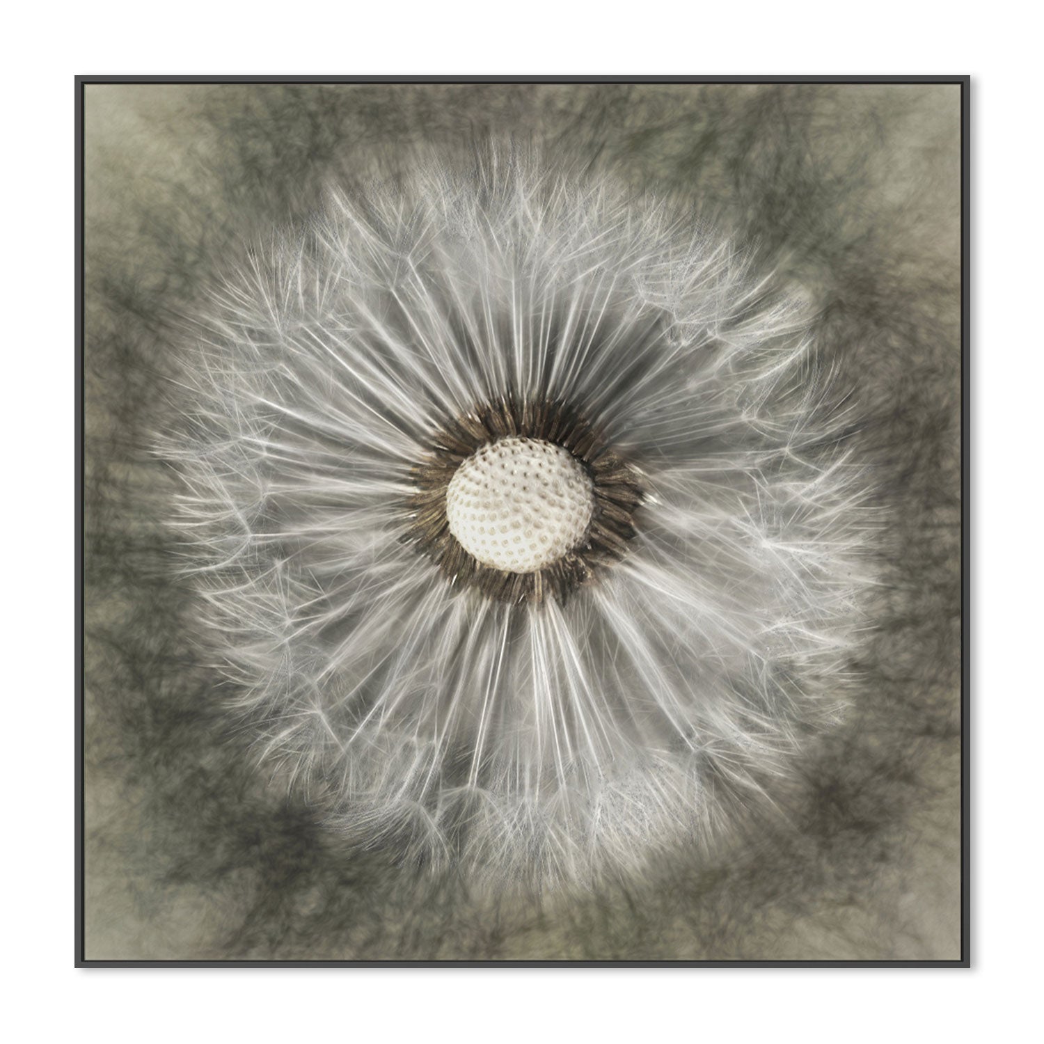 wall-art-print-canvas-poster-framed-Blossoming Dandelion , By Gilbert Claes-GIOIA-WALL-ART