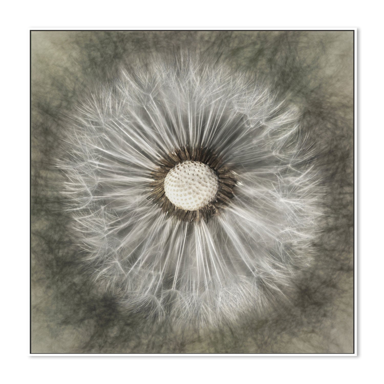 wall-art-print-canvas-poster-framed-Blossoming Dandelion , By Gilbert Claes-GIOIA-WALL-ART