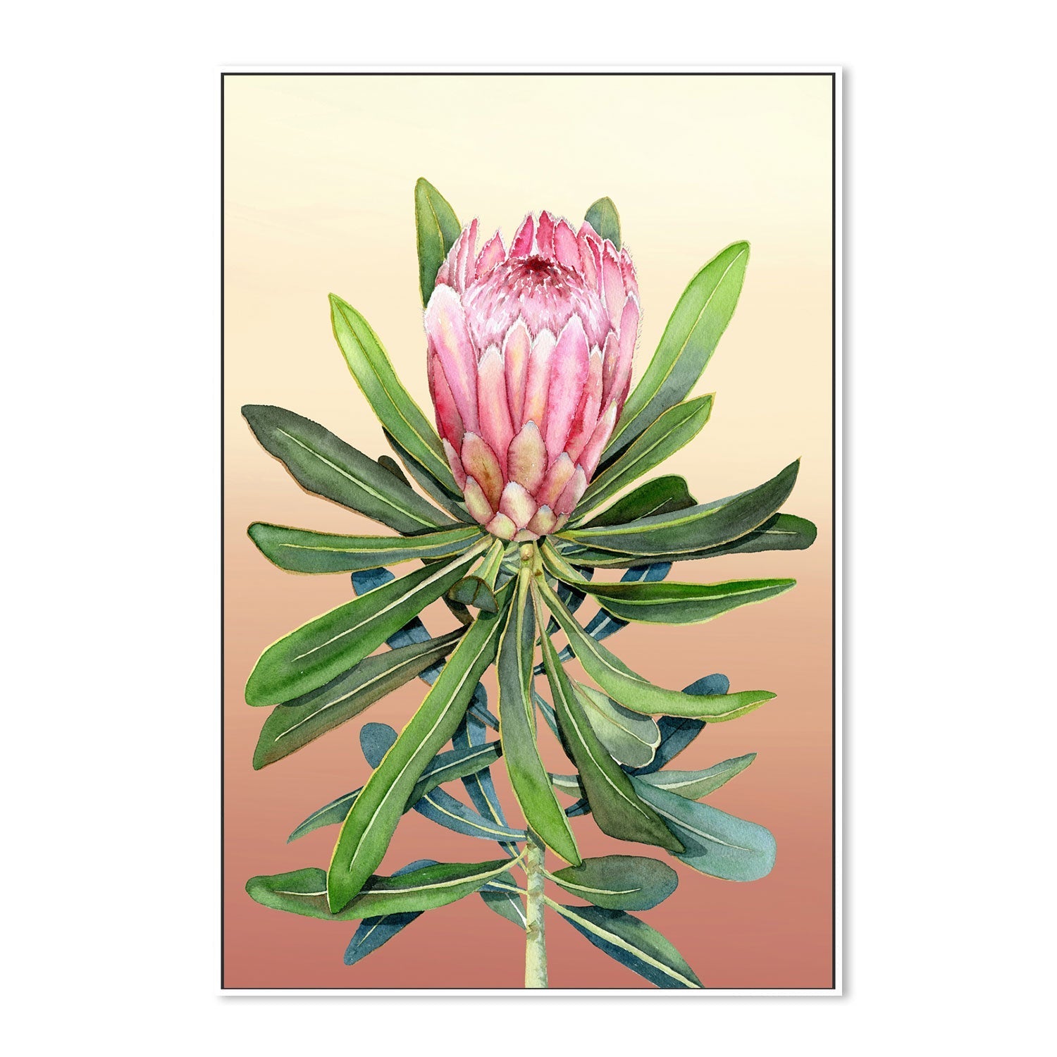 Blush Protea , By Jessie Mitchelson