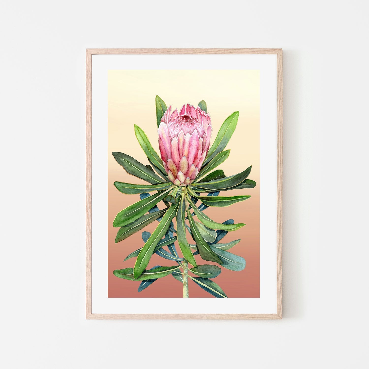 Blush Protea , By Jessie Mitchelson