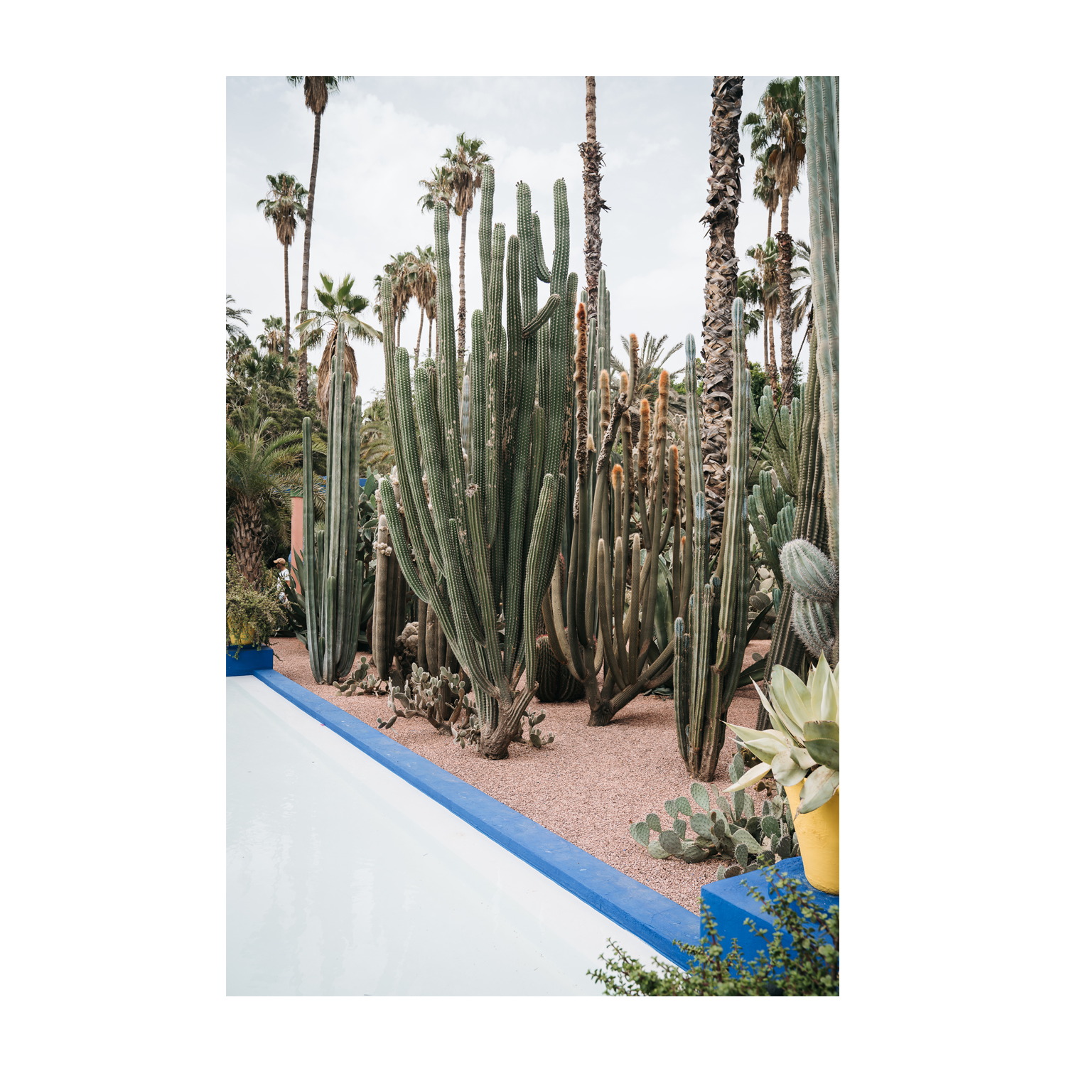 wall-art-print-canvas-poster-framed-Cacti Of Morocco , By Josh Silver-1