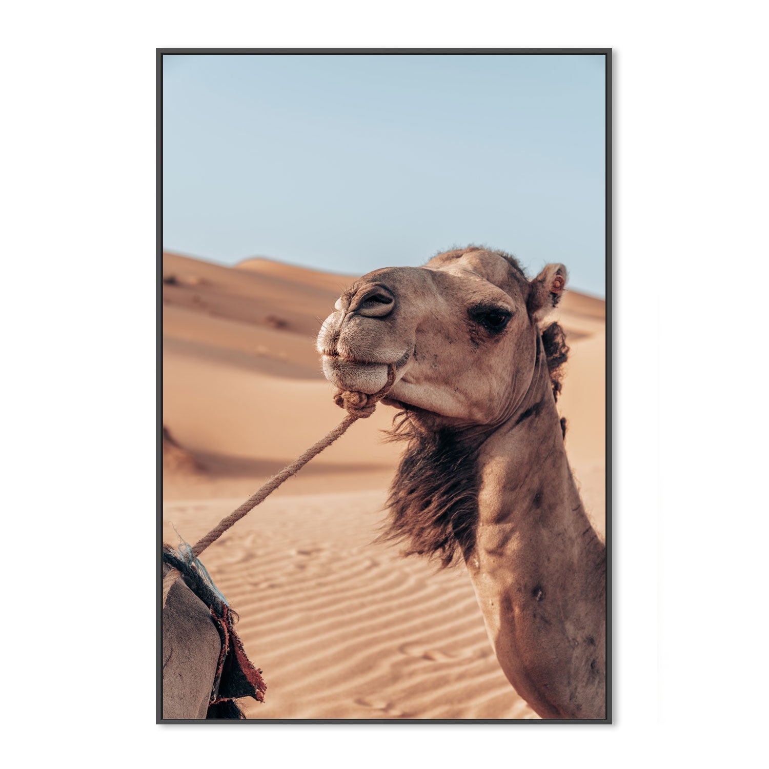 wall-art-print-canvas-poster-framed-Camel's Grace , By Josh Silver-3