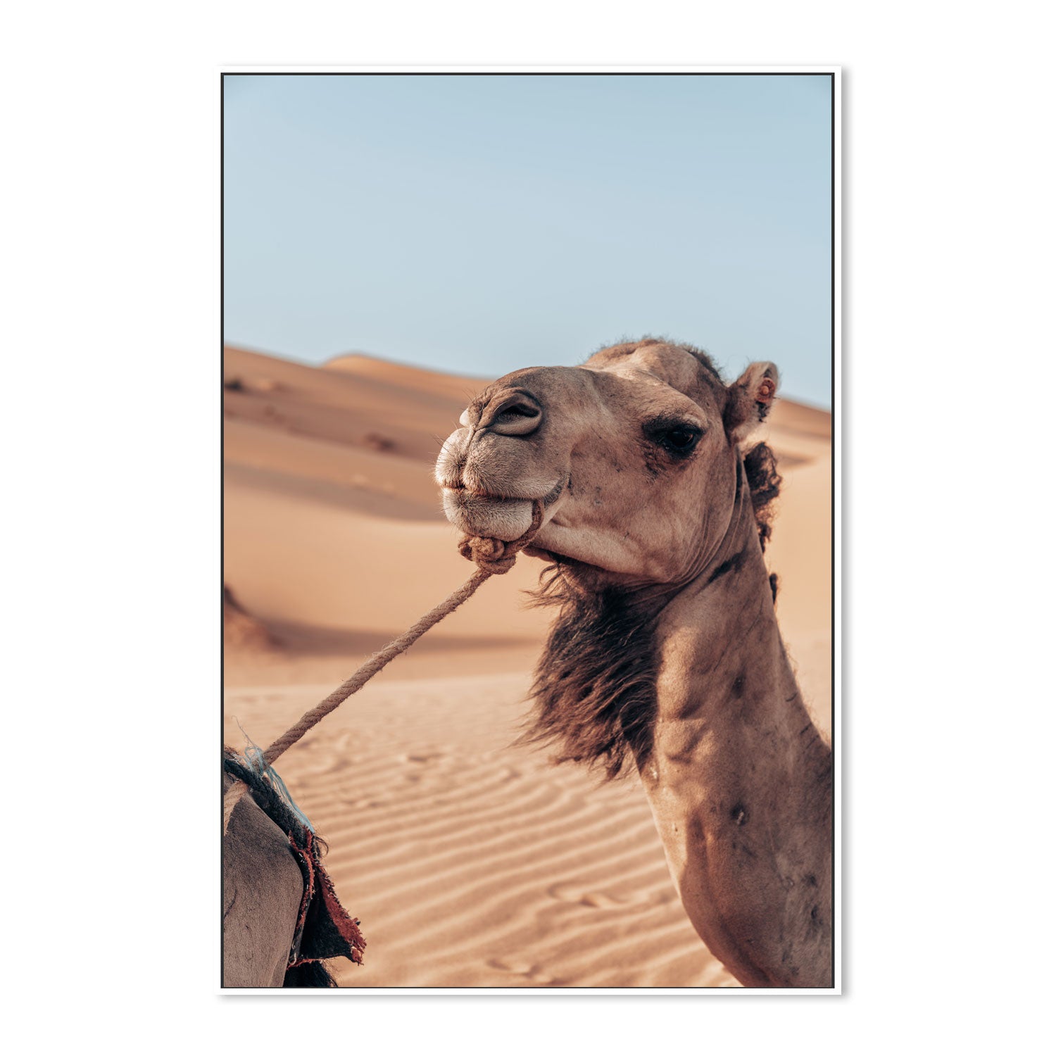 wall-art-print-canvas-poster-framed-Camel's Grace , By Josh Silver-5