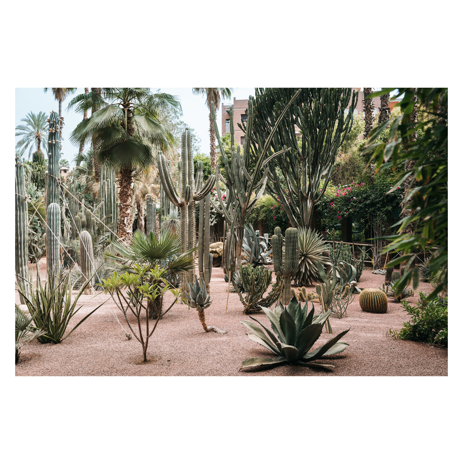 wall-art-print-canvas-poster-framed-Desert Flora Of Morocco , By Josh Silver-1