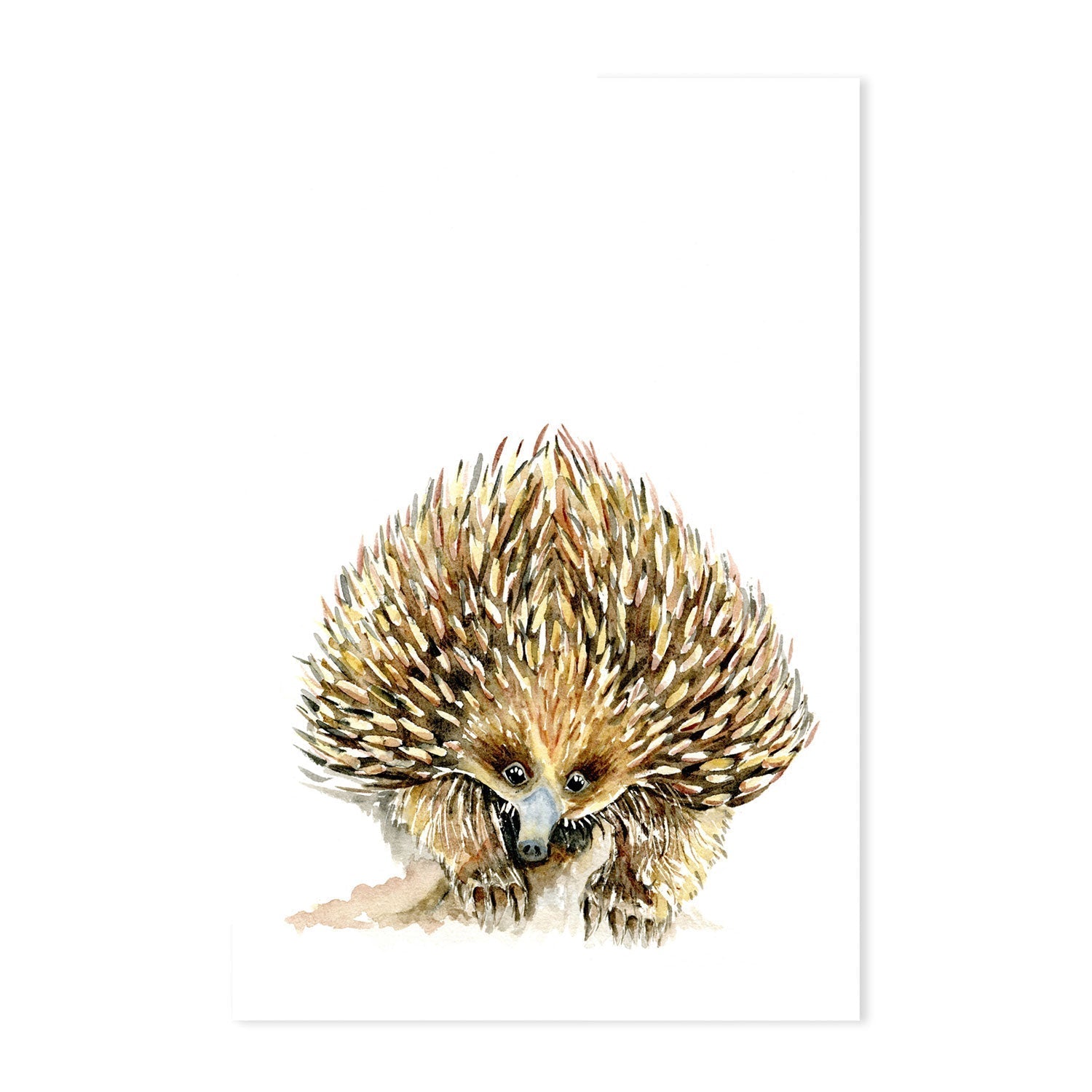 wall-art-print-canvas-poster-framed-Echidna , By Jessie Mitchelson-GIOIA-WALL-ART