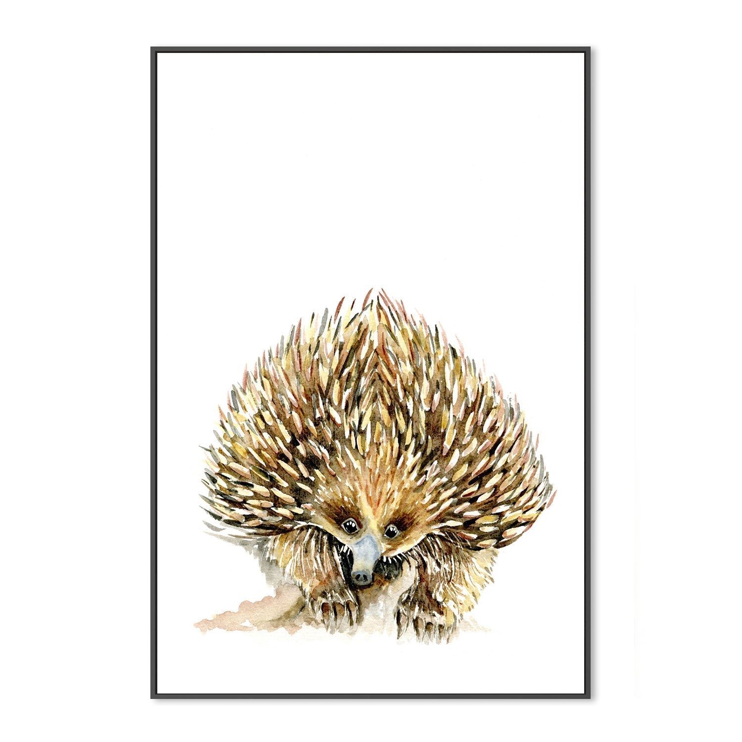 wall-art-print-canvas-poster-framed-Echidna , By Jessie Mitchelson-GIOIA-WALL-ART