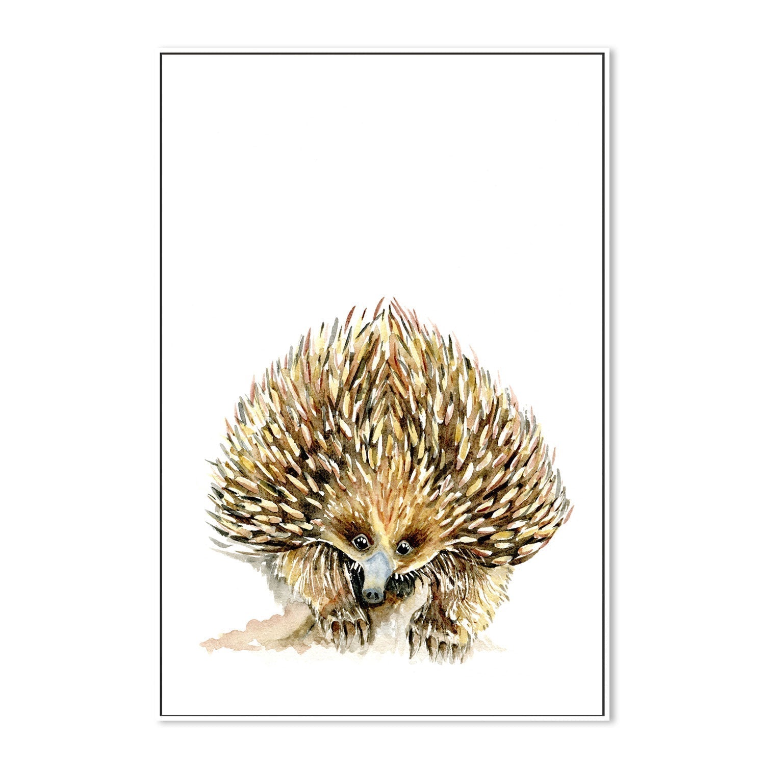 wall-art-print-canvas-poster-framed-Echidna , By Jessie Mitchelson-GIOIA-WALL-ART