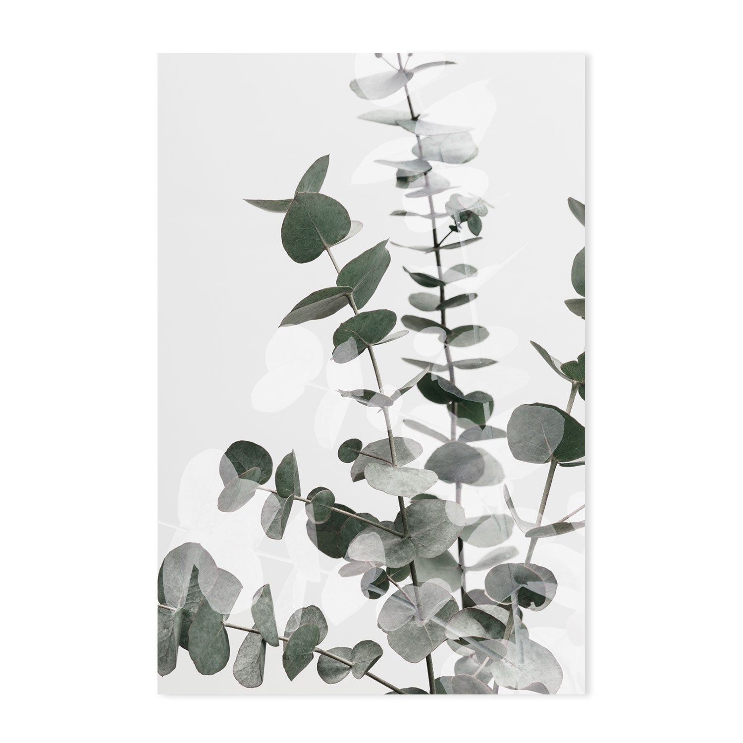 wall-art-print-canvas-poster-framed-Eucalyptus Creative, Set Of 2-by-Plus X Studio-Gioia Wall Art