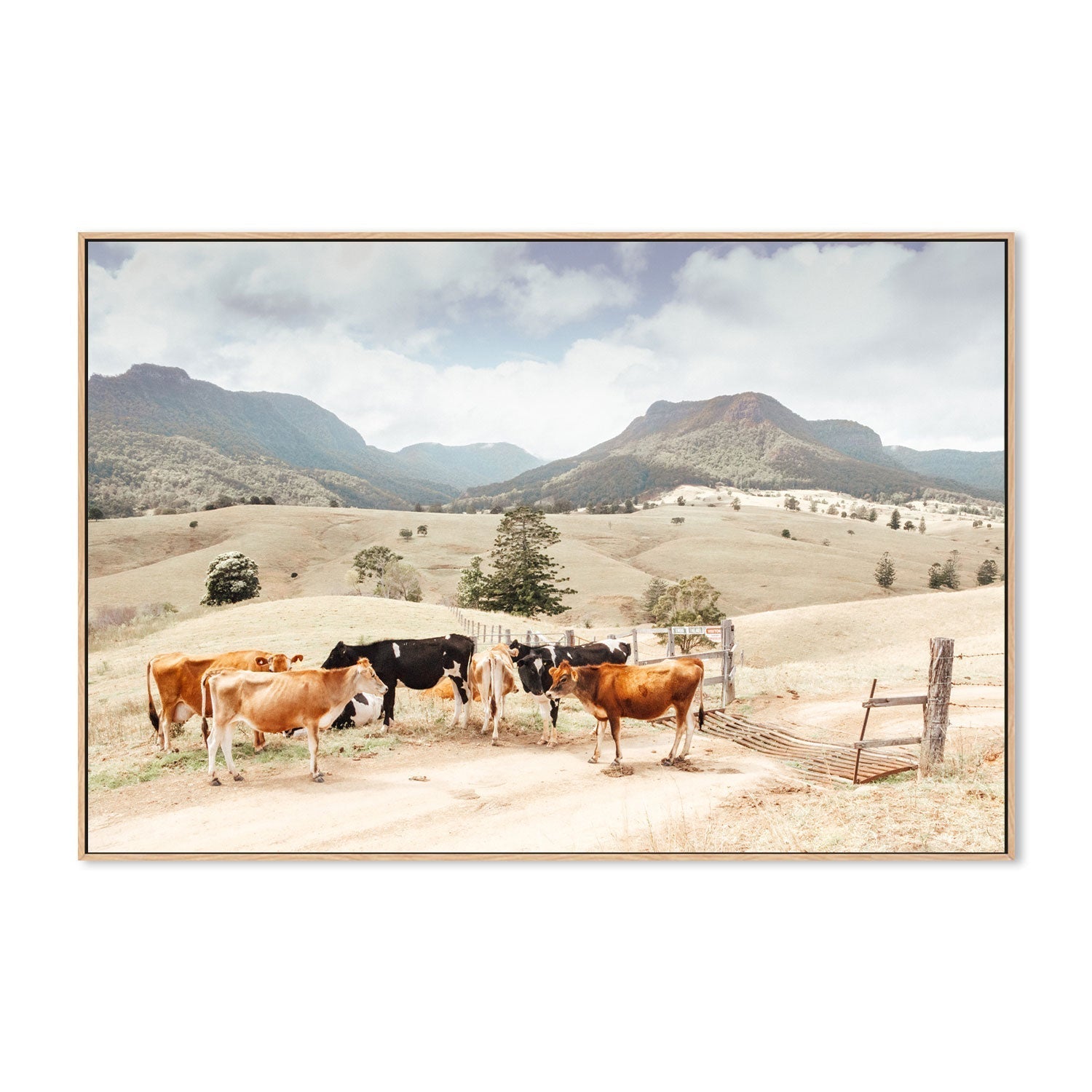 wall-art-print-canvas-poster-framed-Farm Cows, Darlington, South East Queensland-GIOIA-WALL-ART