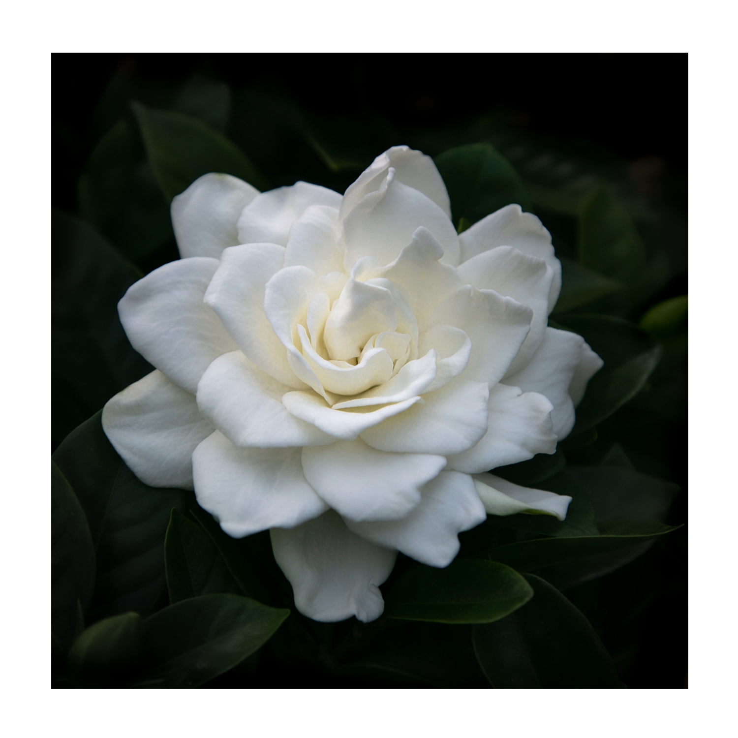 wall-art-print-canvas-poster-framed-Gardenia Florida , By Tricia Brennan-1