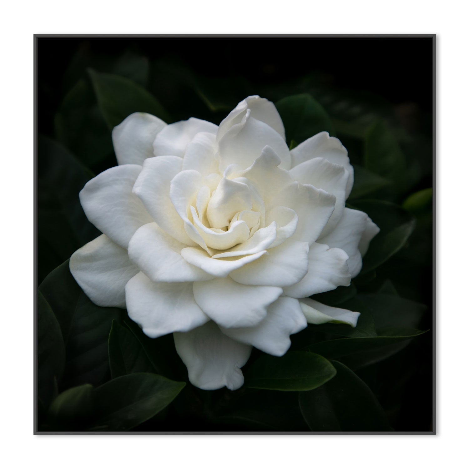 wall-art-print-canvas-poster-framed-Gardenia Florida , By Tricia Brennan-3