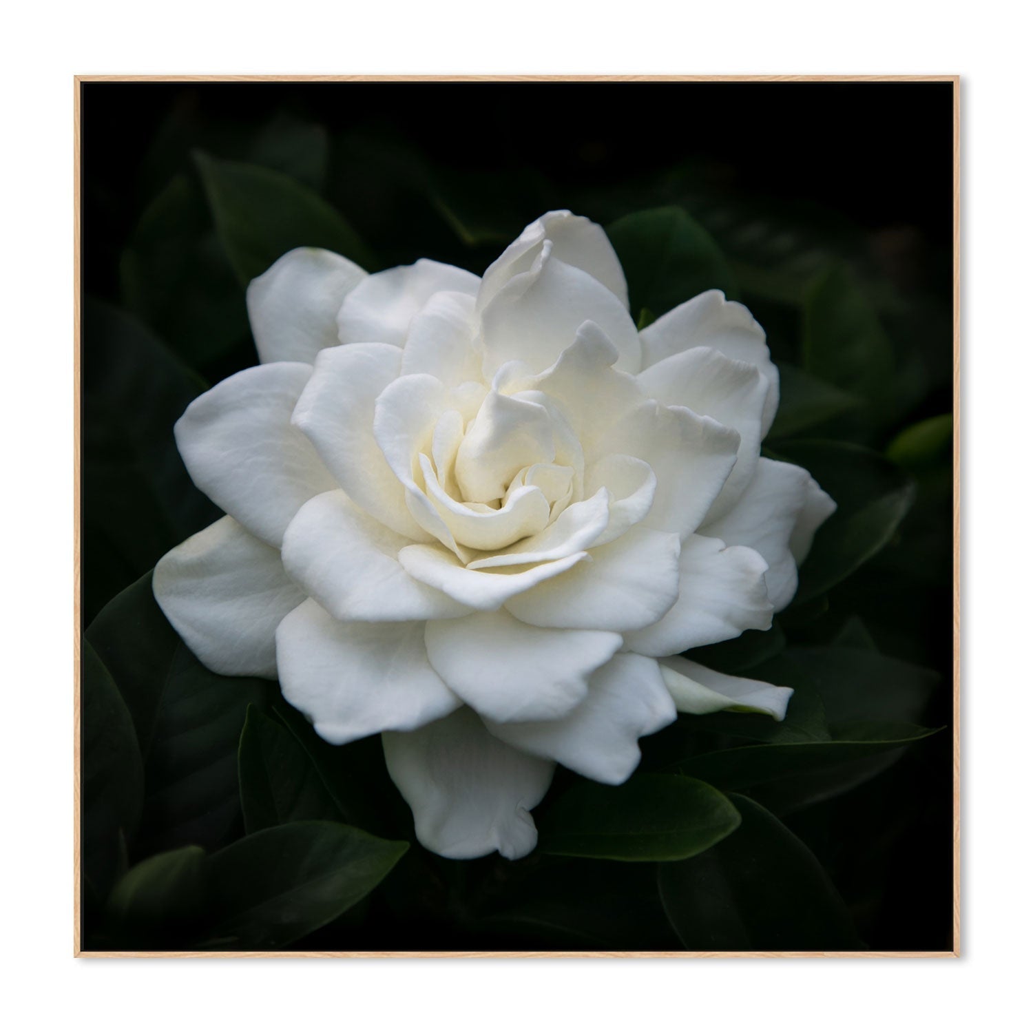 wall-art-print-canvas-poster-framed-Gardenia Florida , By Tricia Brennan-4