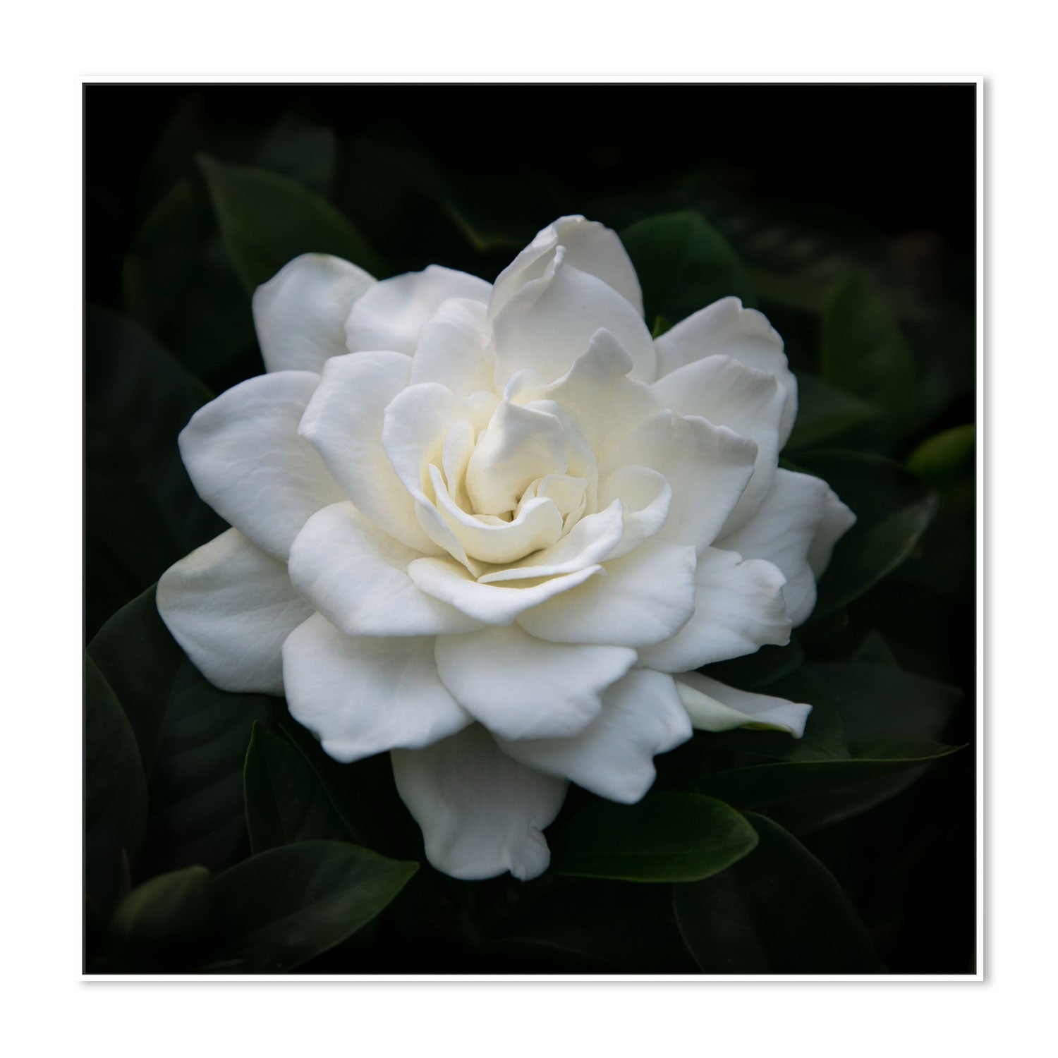 wall-art-print-canvas-poster-framed-Gardenia Florida , By Tricia Brennan-5