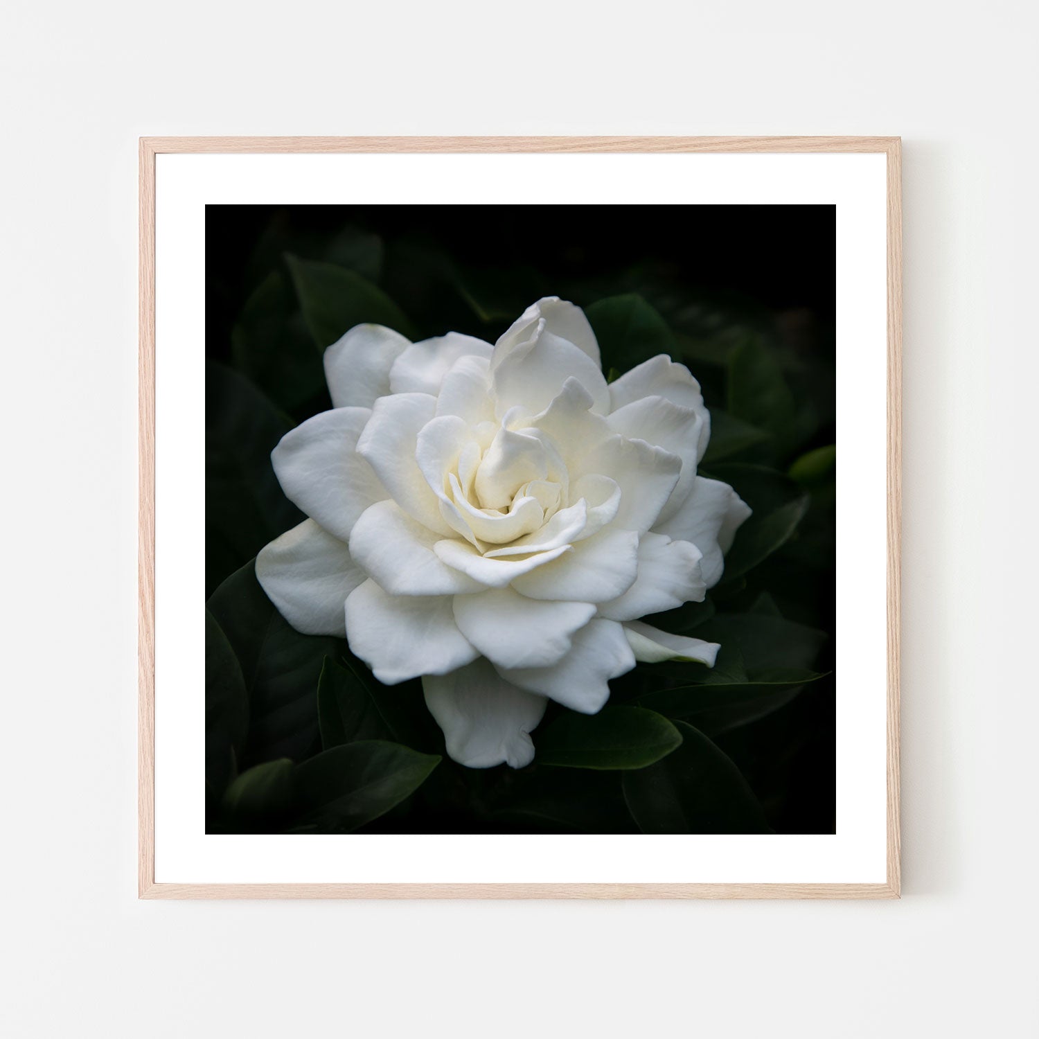 wall-art-print-canvas-poster-framed-Gardenia Florida , By Tricia Brennan-6