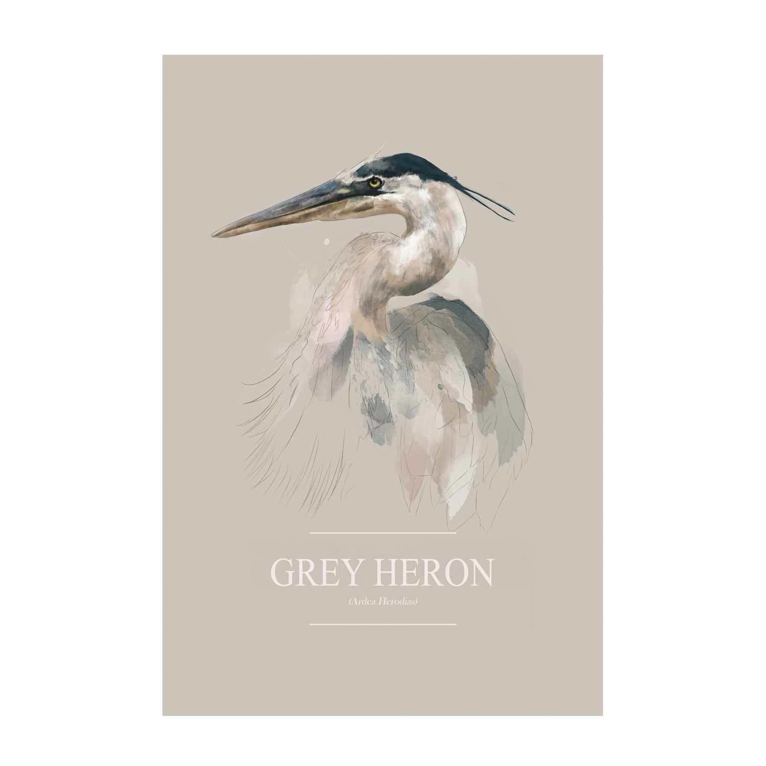 wall-art-print-canvas-poster-framed-Grey Heron , By Gabriella Roberg-1