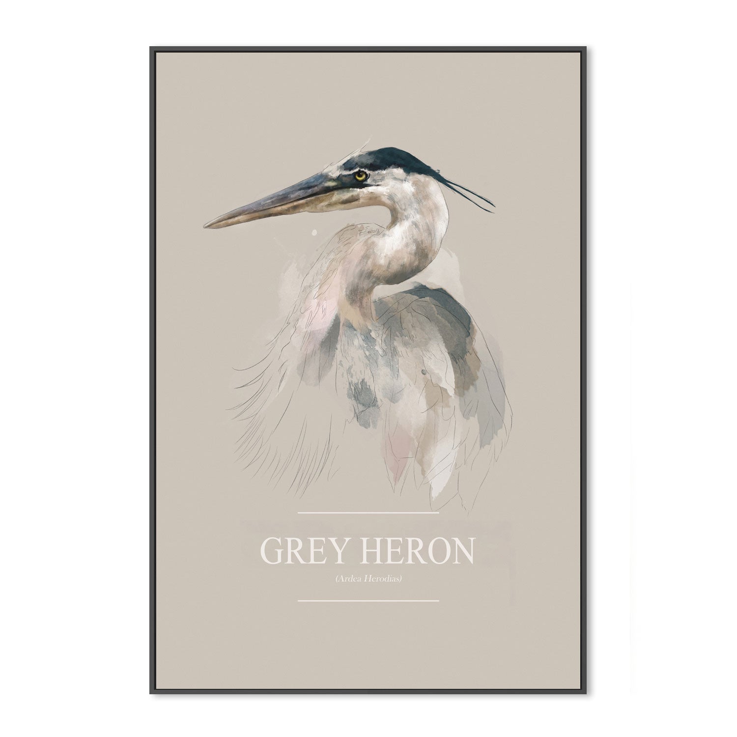 wall-art-print-canvas-poster-framed-Grey Heron , By Gabriella Roberg-3