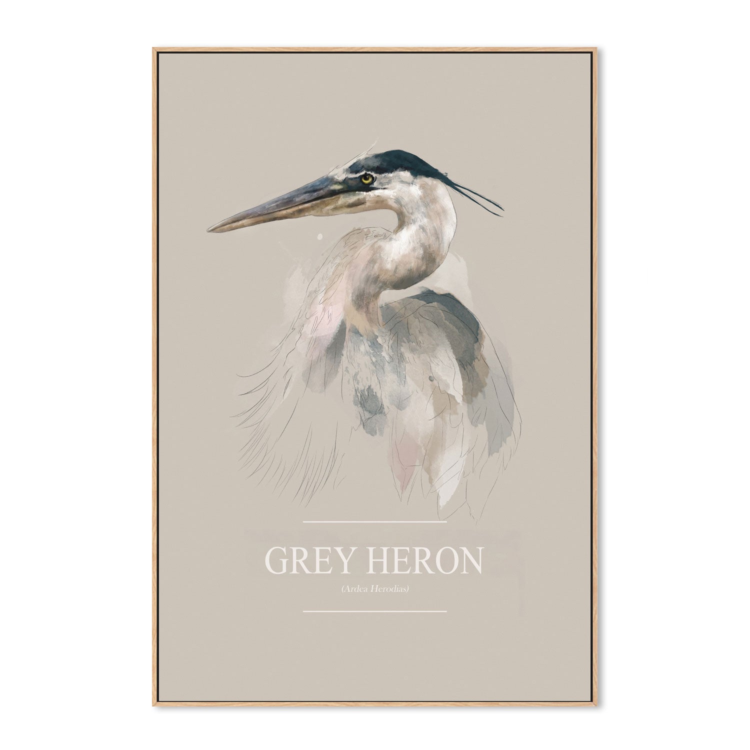 wall-art-print-canvas-poster-framed-Grey Heron , By Gabriella Roberg-4