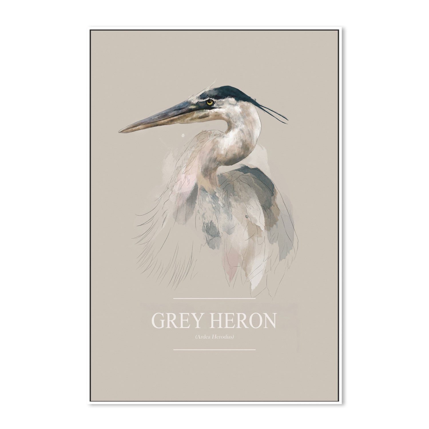 wall-art-print-canvas-poster-framed-Grey Heron , By Gabriella Roberg-5