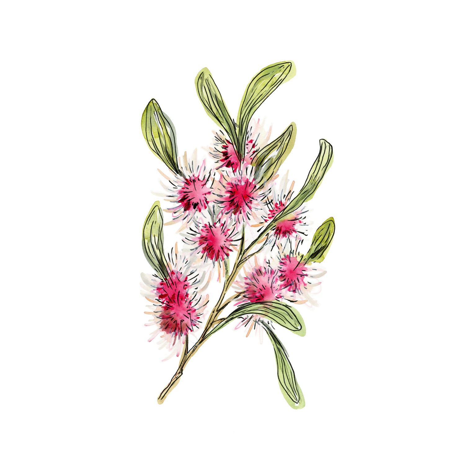 wall-art-print-canvas-poster-framed-Hakea Laurina , By Jessie Mitchelson-GIOIA-WALL-ART