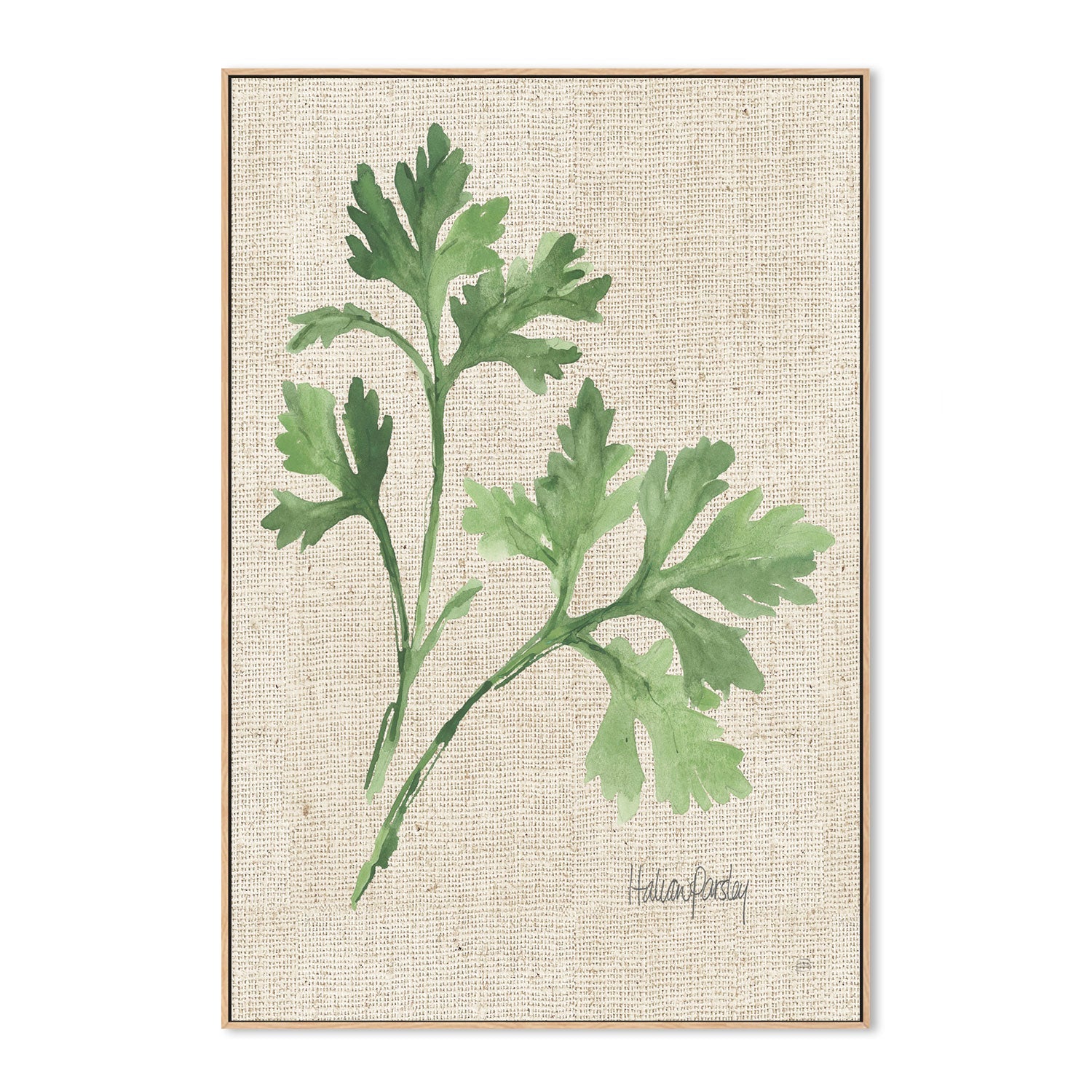 wall-art-print-canvas-poster-framed-Italian Parsley , By Chris Paschke-GIOIA-WALL-ART