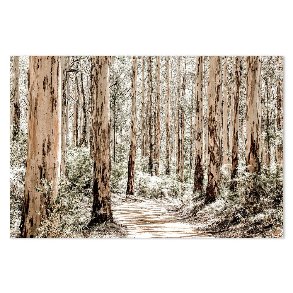 wall-art-print-canvas-poster-framed-Karri Forest-by-Gioia Wall Art-Gioia Wall Art