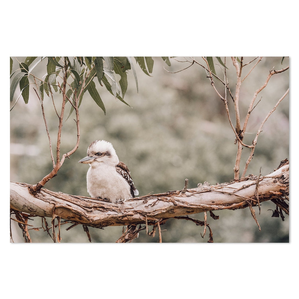 wall-art-print-canvas-poster-framed-Kookaburra Resting On Gum Tree-by-Gioia Wall Art-Gioia Wall Art