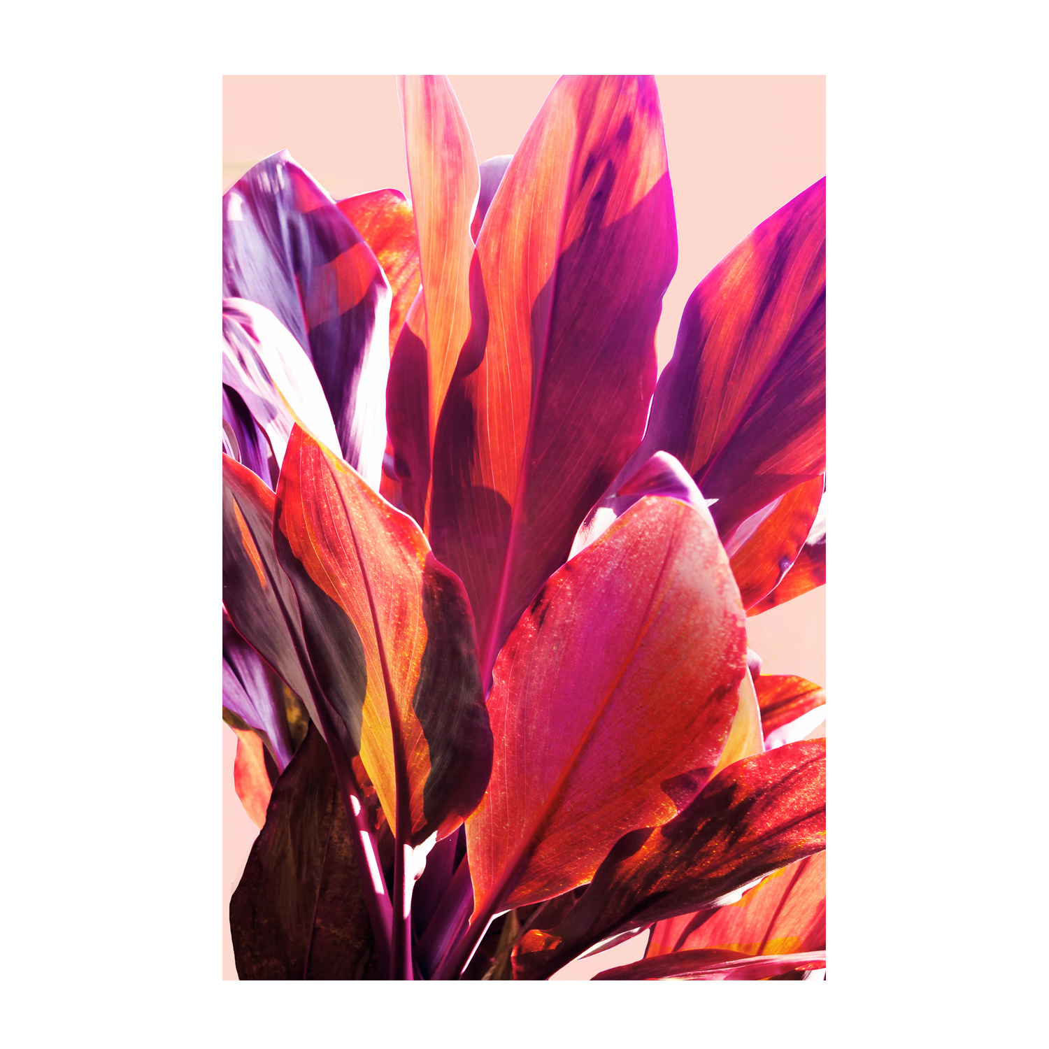 wall-art-print-canvas-poster-framed-Leaves, Style A , By Hope Bainbridge-1