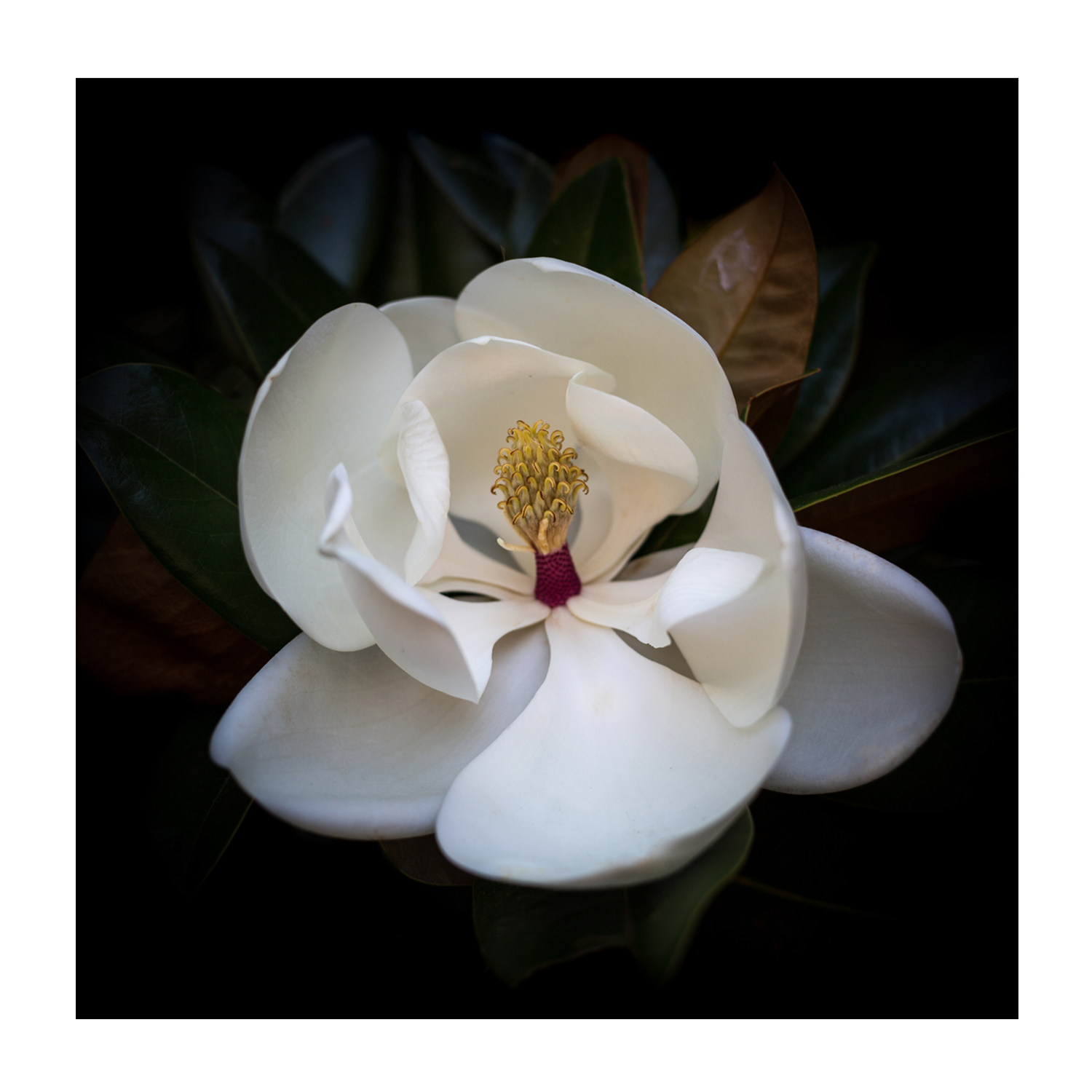 wall-art-print-canvas-poster-framed-Magnolia Grandi Flora , By Tricia Brennan-1