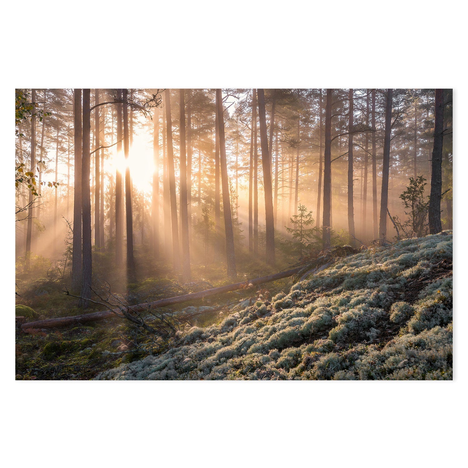 wall-art-print-canvas-poster-framed-Misty Forest , By Christian Lindsten-GIOIA-WALL-ART