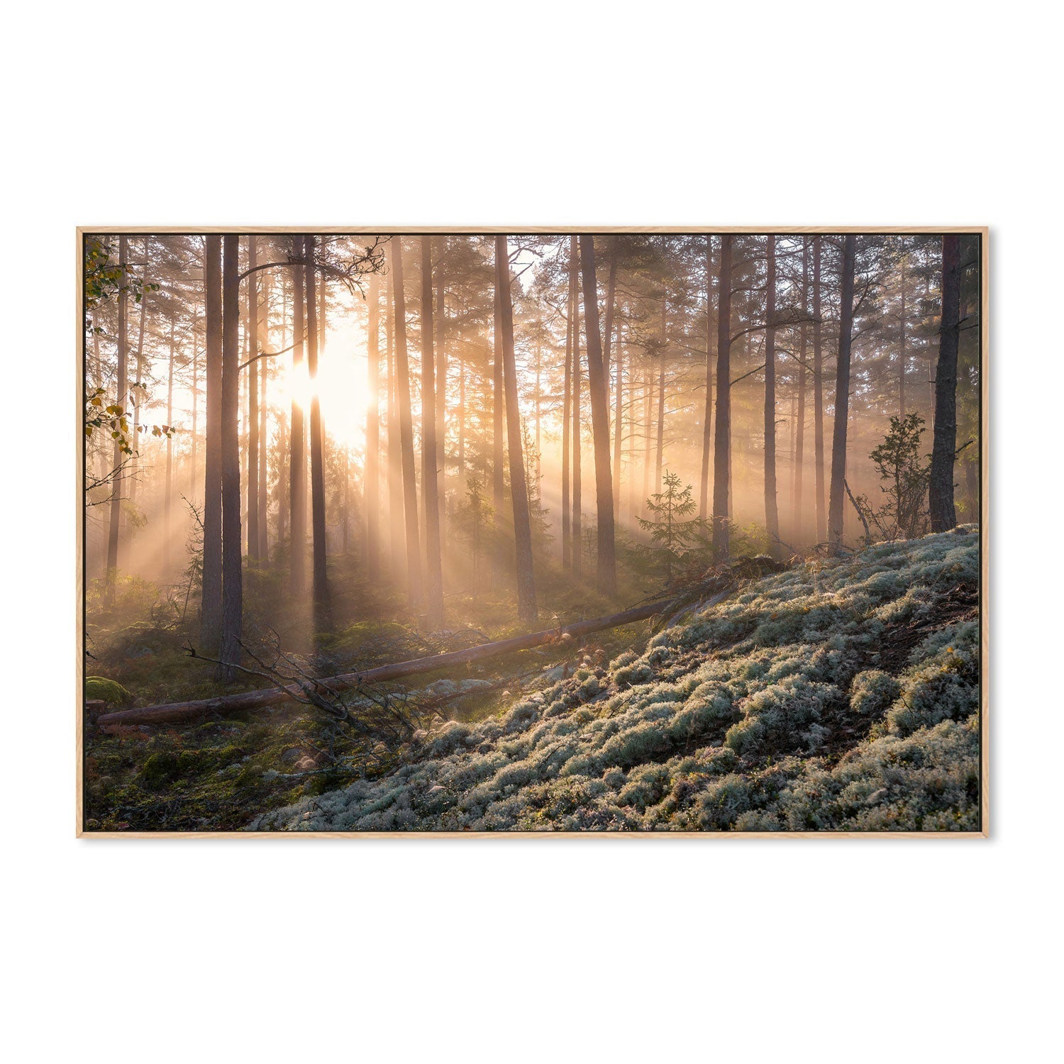 wall-art-print-canvas-poster-framed-Misty Forest , By Christian Lindsten-GIOIA-WALL-ART