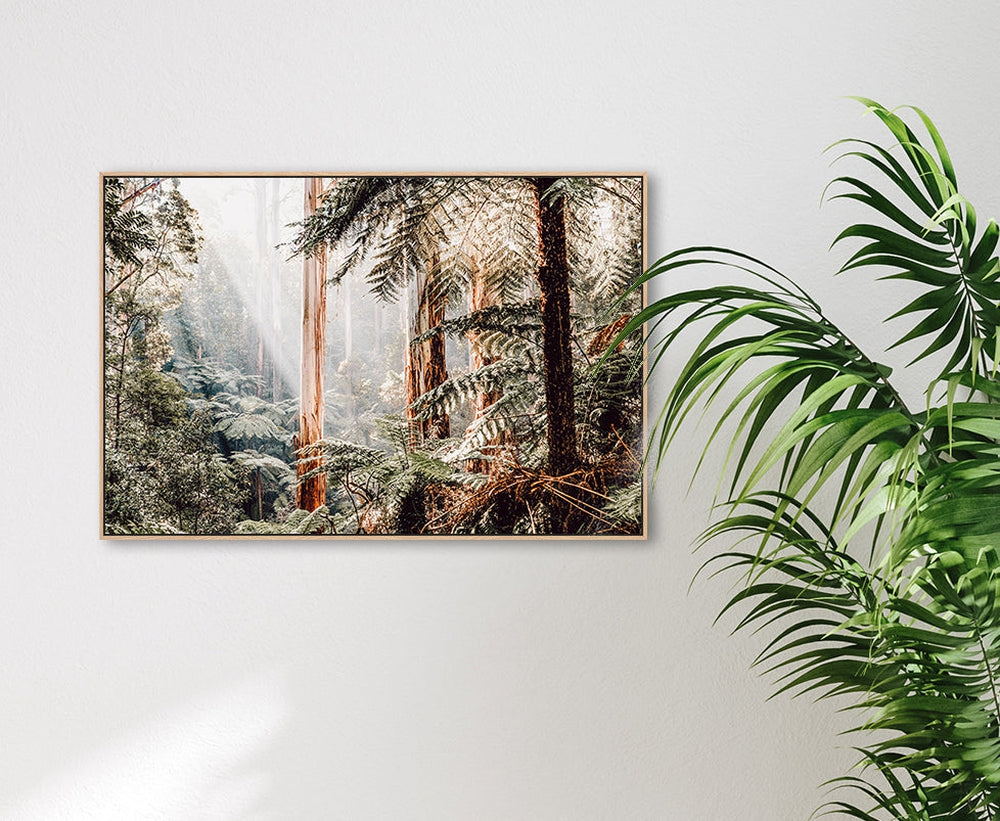 Native Australian Rainforest - Eucalyptus Trees and Ferns-Gioia-Prints-Framed-Canvas-Poster-GIOIA-WALL-ART