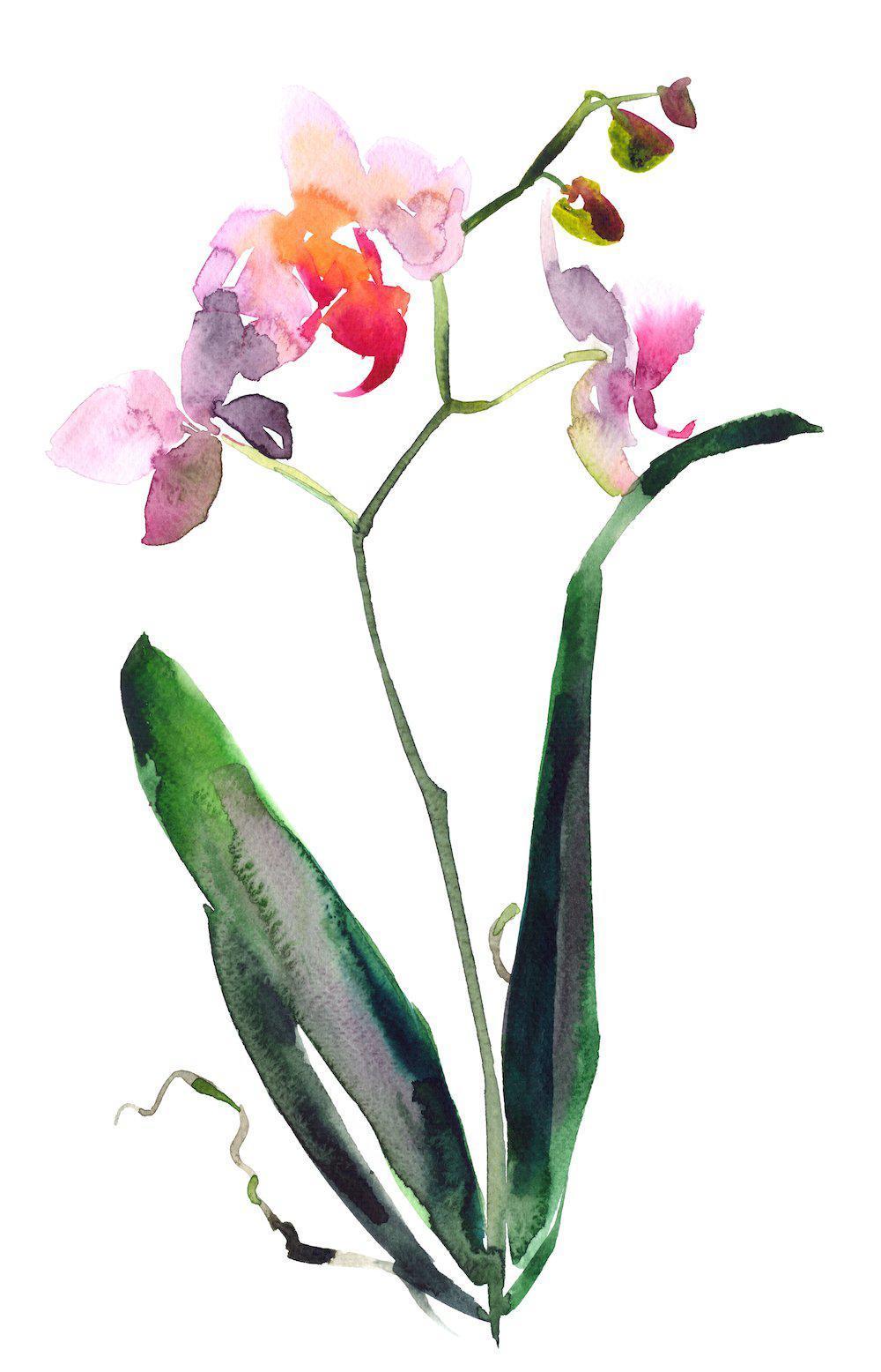 wall-art-print-canvas-poster-framed-Orchid Painting, Watercolour Style, Set Of 2-by-Gioia Wall Art-Gioia Wall Art